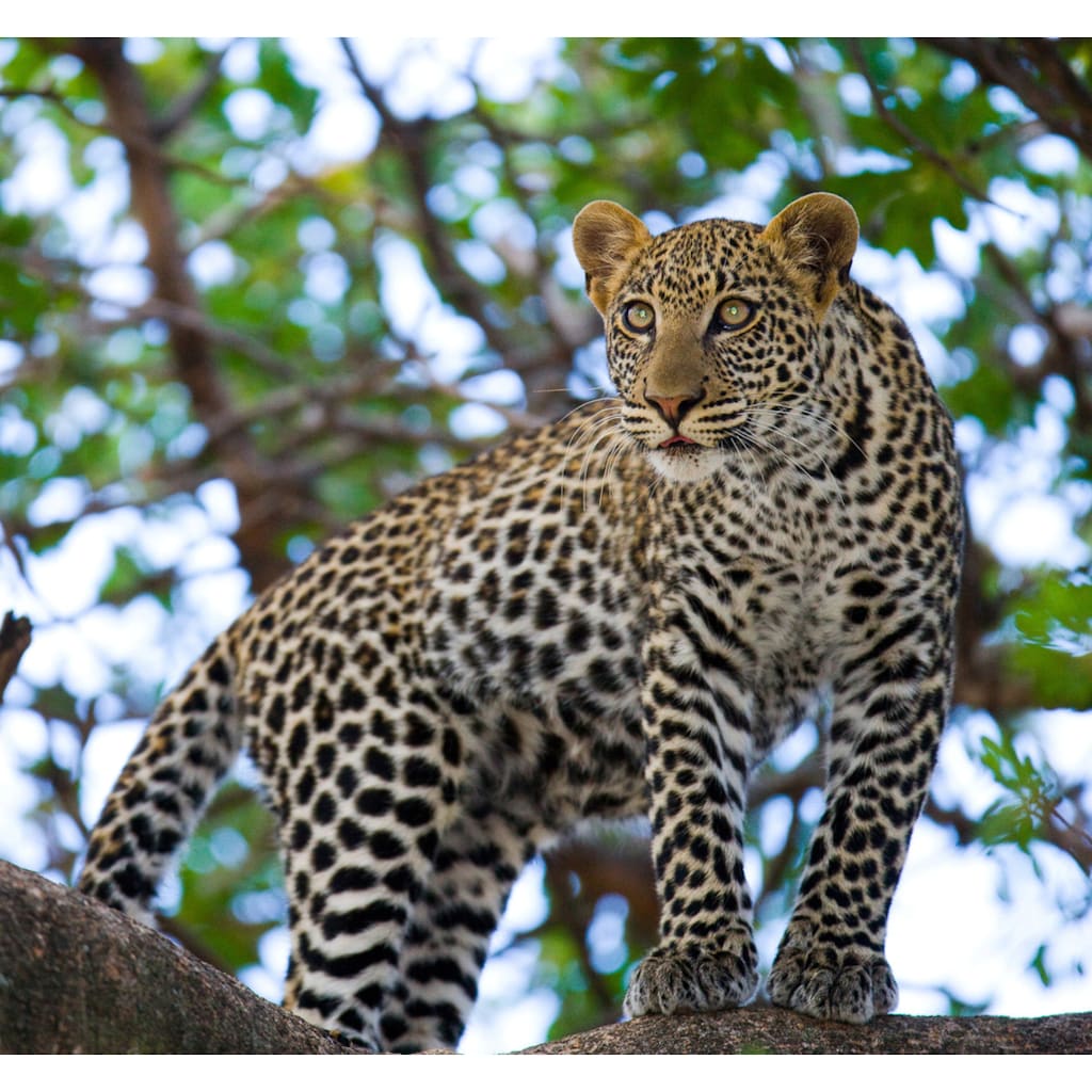 Papermoon Fototapete »Leopard auf dem Baum«