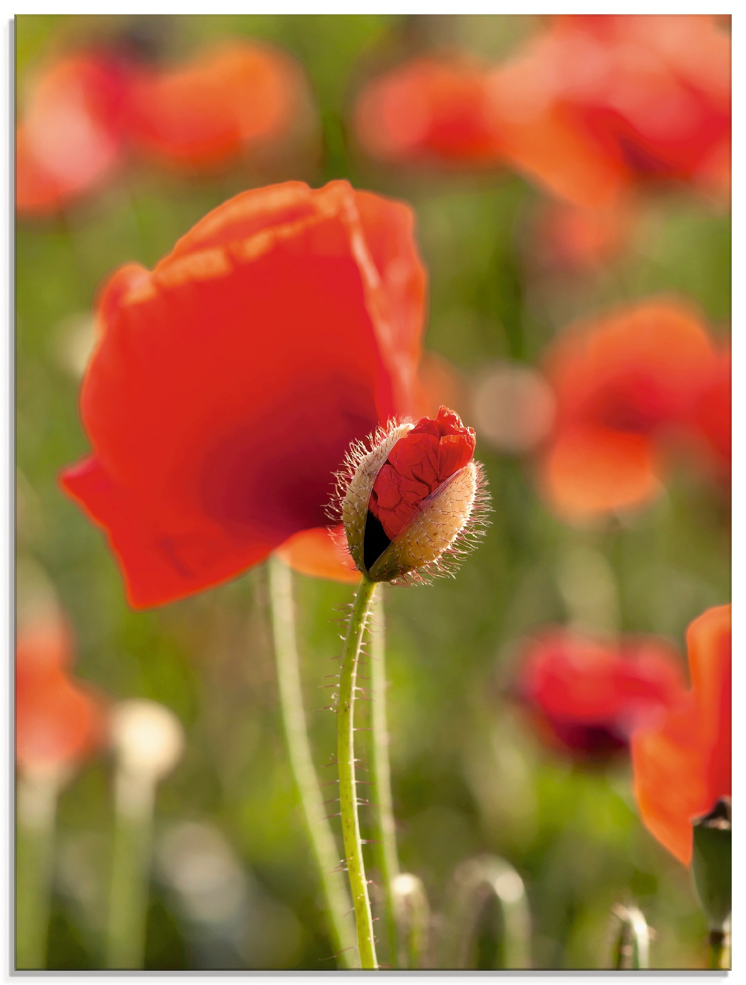 Artland Glasbild »Mohn im Feld«, Blumen, (1 St.)