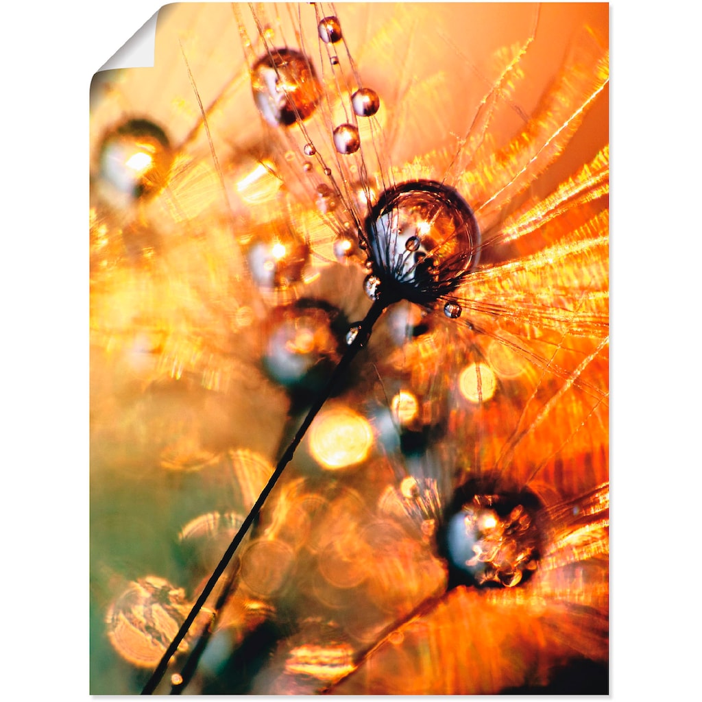 Artland Wandbild »Pusteblume Energy«, Blumen, (1 St.)
