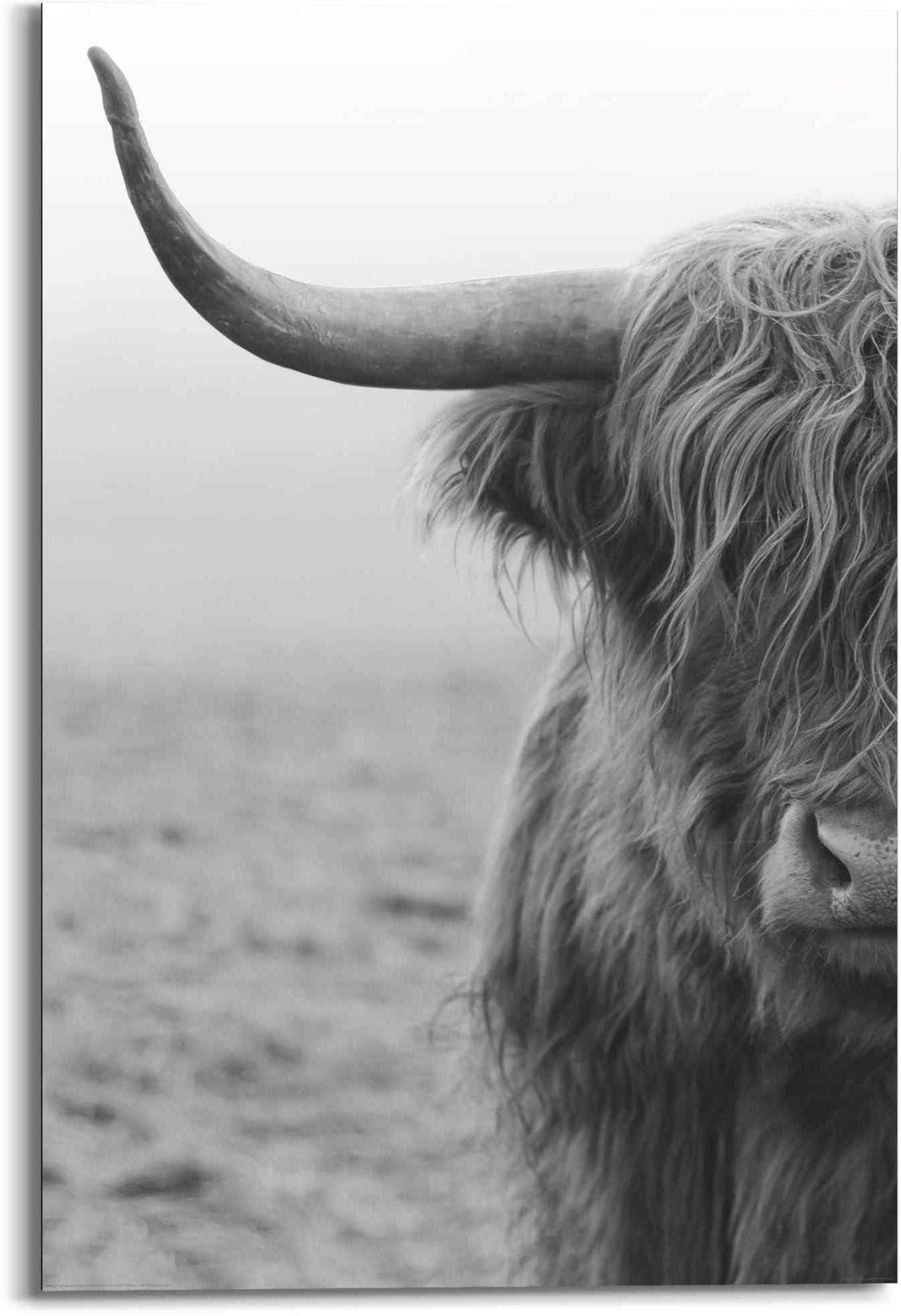 Reinders! Wandbild »Wandbild Highlander Schottisches Hochlandrind - Stier -  Bulle - Natur«, Filmfiguren, (1 St.) bestellen im OTTO Online Shop
