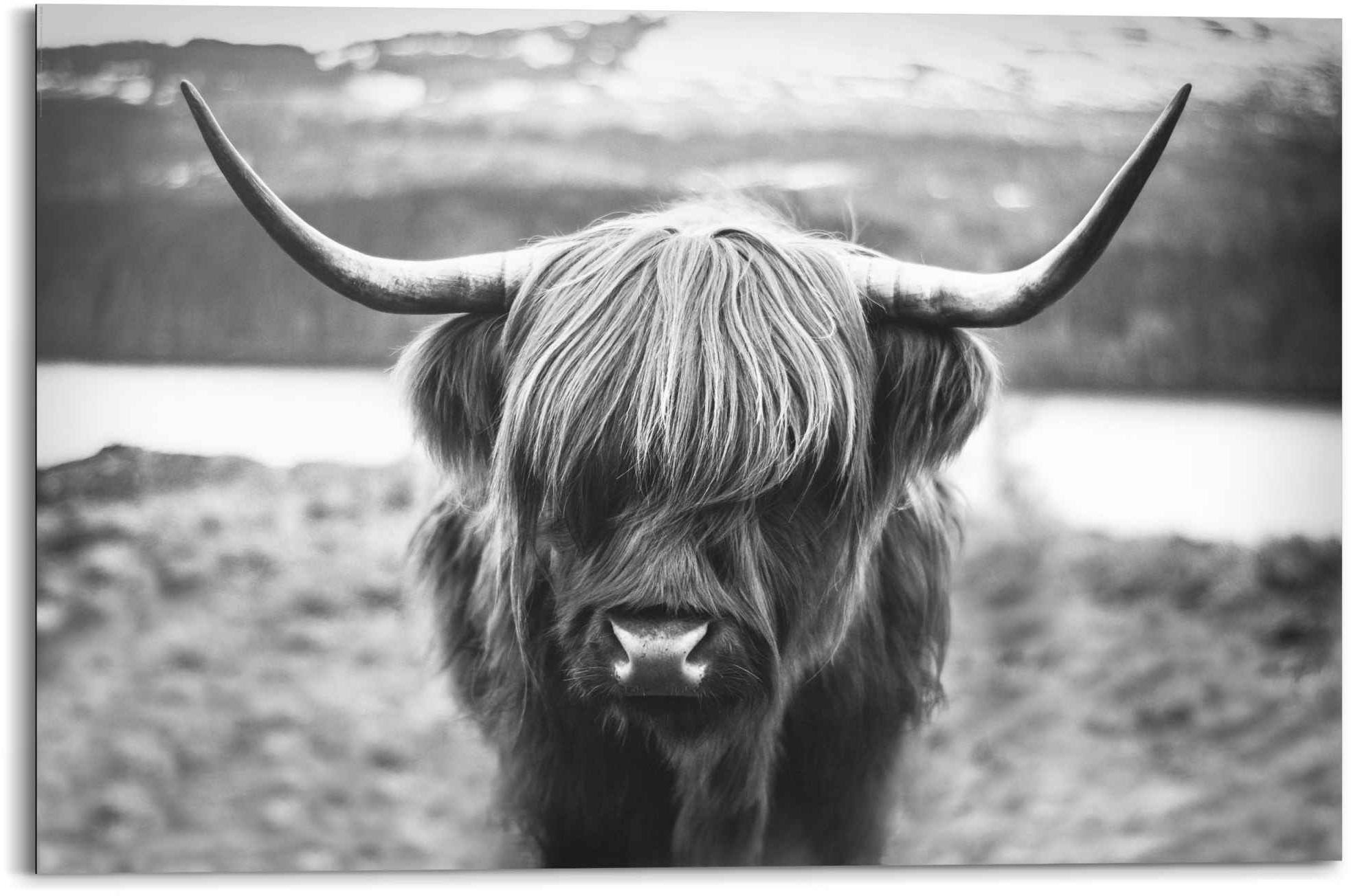 Reinders! Wandbild »Wandbild Schottische Hochlandrind Stier - Hörner - Hochplateau«, Tiere, (1 St.)