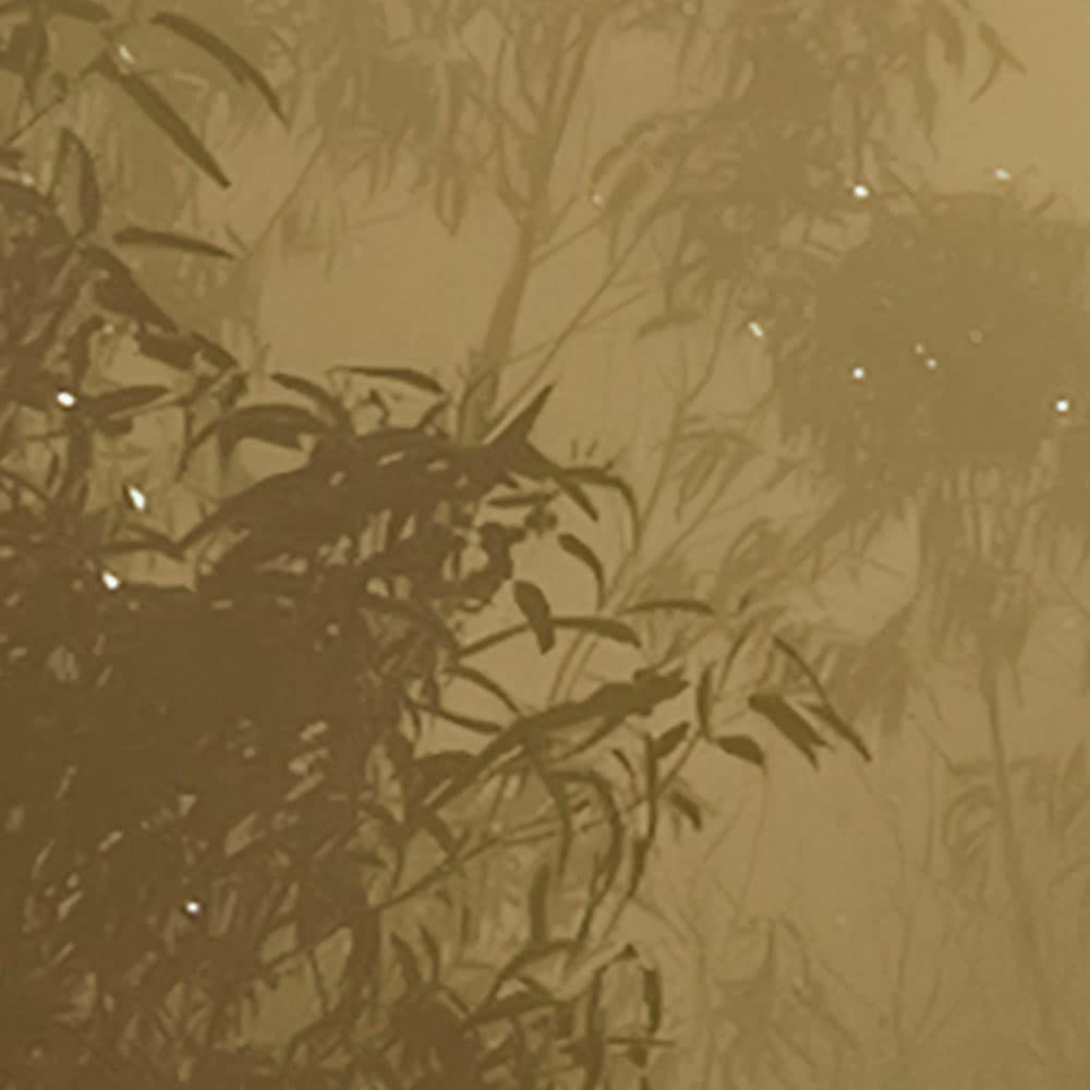 Komar Fototapete »Digitaldruck Vlies - Foggy Sunshine - Größe 400 x 250 cm«, bedruckt, Wohnzimmer, Schlafzimmer