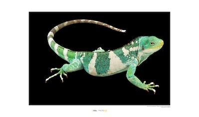 Komar Poster »Fiji Island Banded Iguana«, Tiere, Höhe: 30cm kaufen