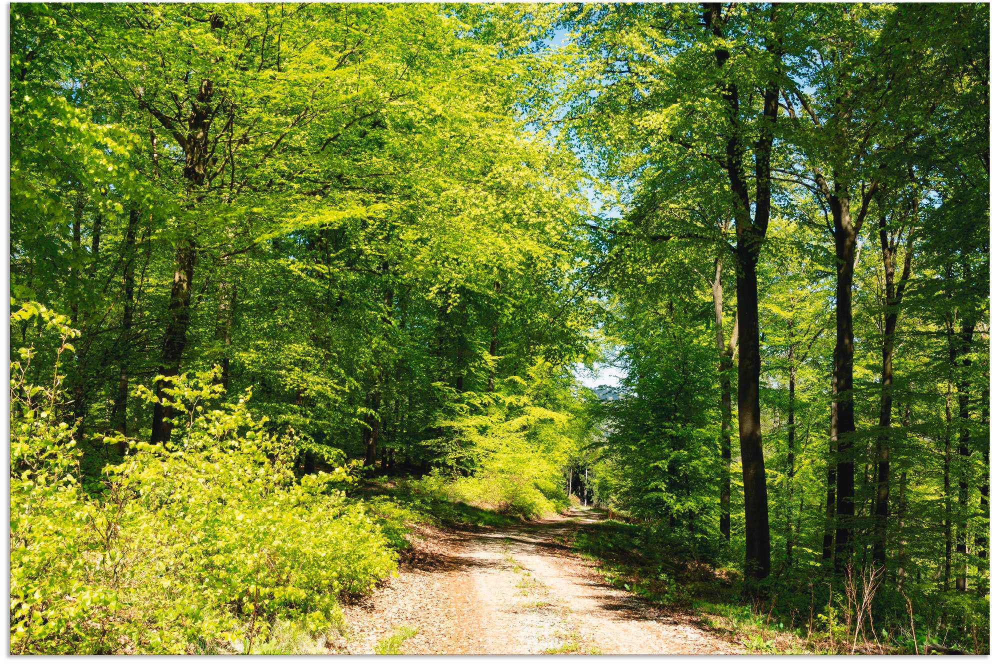 Artland Wandbild »Blauer Himmel über dem Wald im Mai«, Wald, (1 St.), in vielen Größen & Produktarten - Alubild / Outdoorbild für den Außenbereich, Leinwandbild, Poster, Wandaufkleber / Wandtattoo auch für Badezimmer geeignet