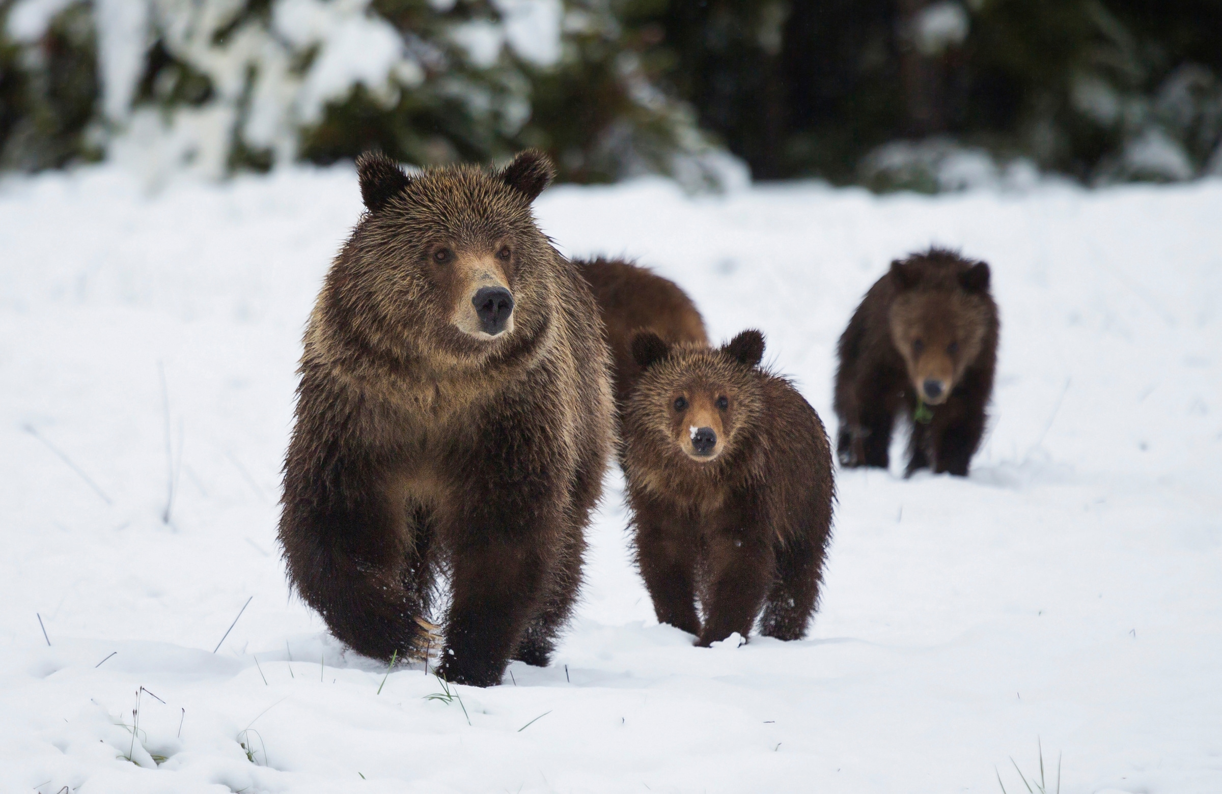 Papermoon Fototapete »GRIZZLEY BÄR-MIT JUNGEN WINTER NATUR WILDE TIERE WALD«