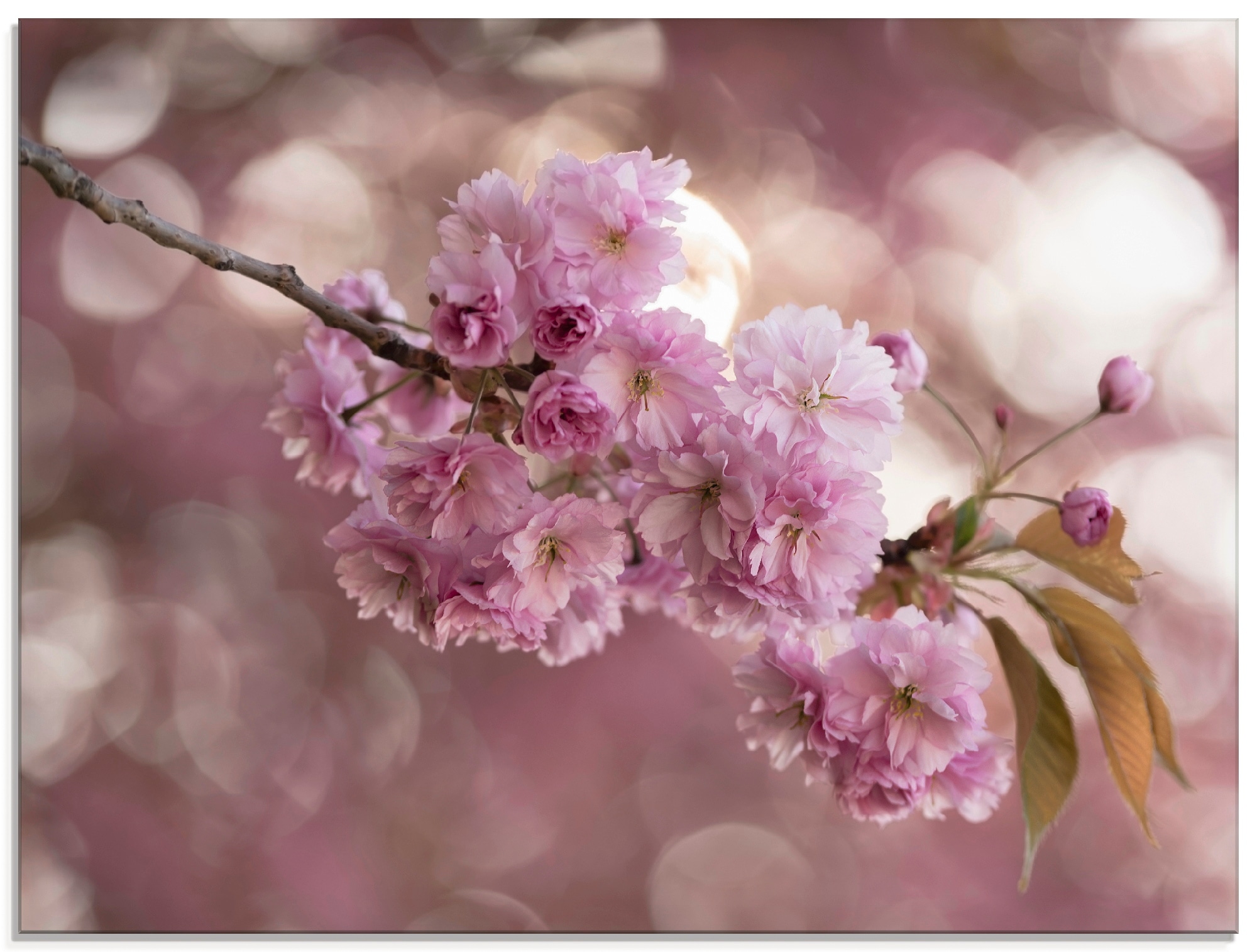 verschiedenen bei Kirschblüte St.), in online Love in OTTO Glasbild Größen (1 Blumen, Artland »Japanische III«,