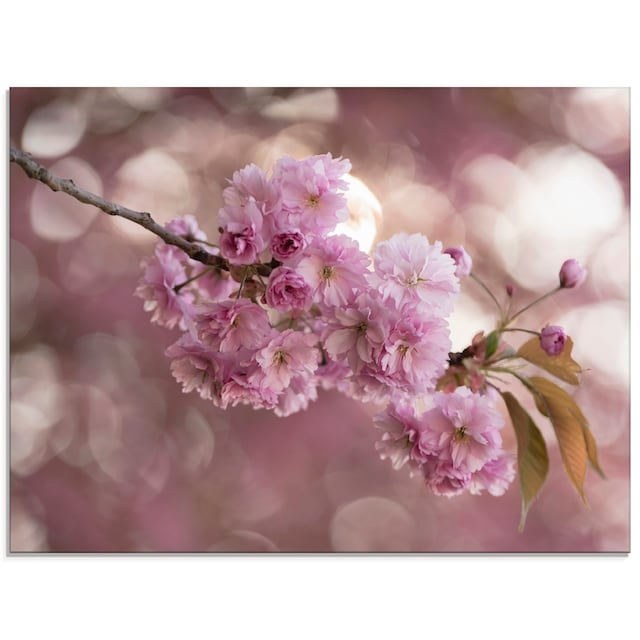 Artland Glasbild »Japanische Kirschblüte in Love III«, Blumen, (1 St.), in verschiedenen  Größen online bei OTTO