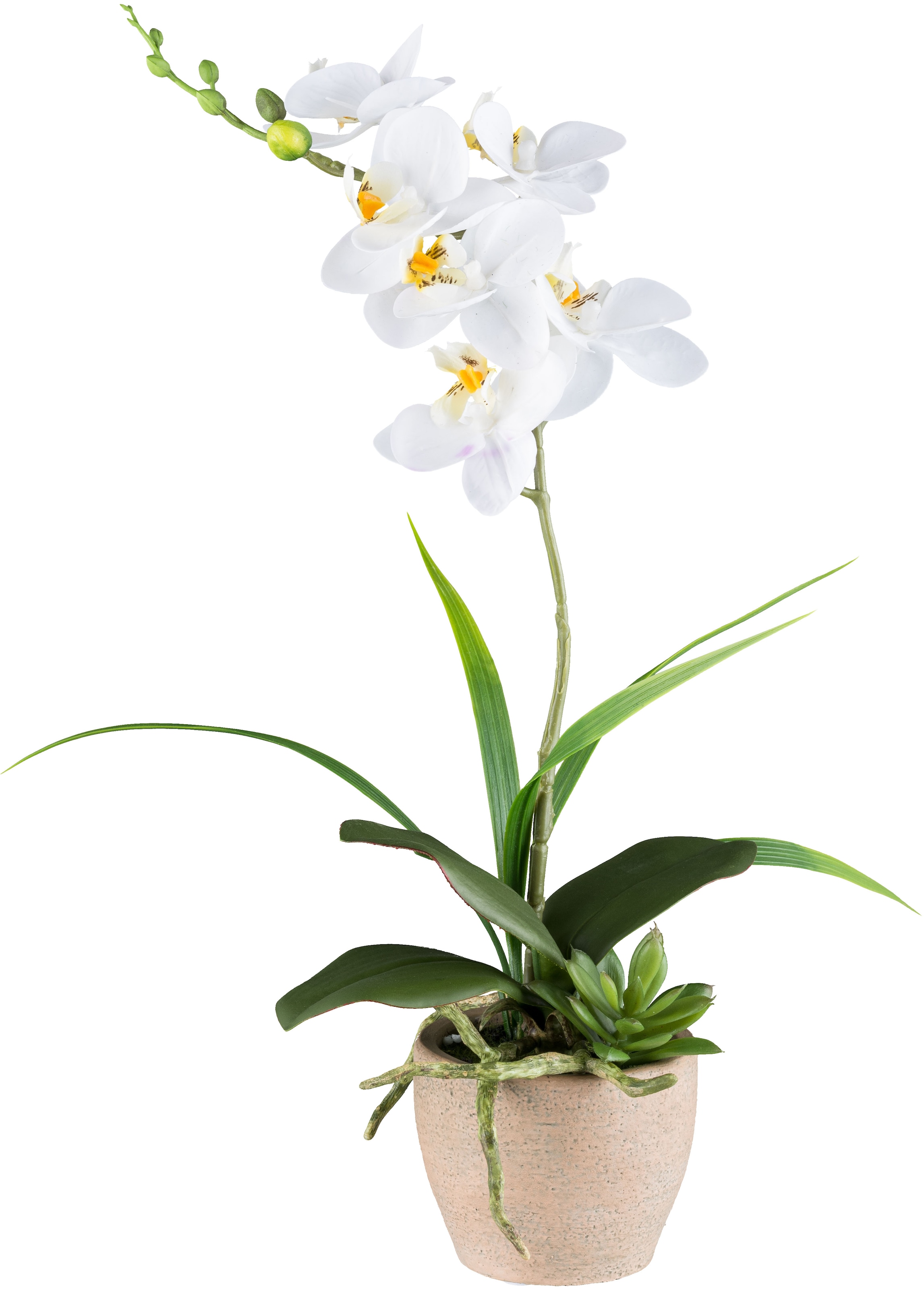 Kunstorchidee »Orchidee Phalaenopsis«, mit Sukkulenten und Graszweigen arrangiert