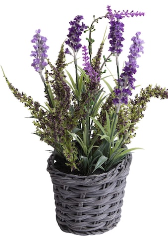 Botanic-Haus Künstliche Zimmerpflanze »Lavendel - Erika Arrangement im Korb«, (1 St.) kaufen