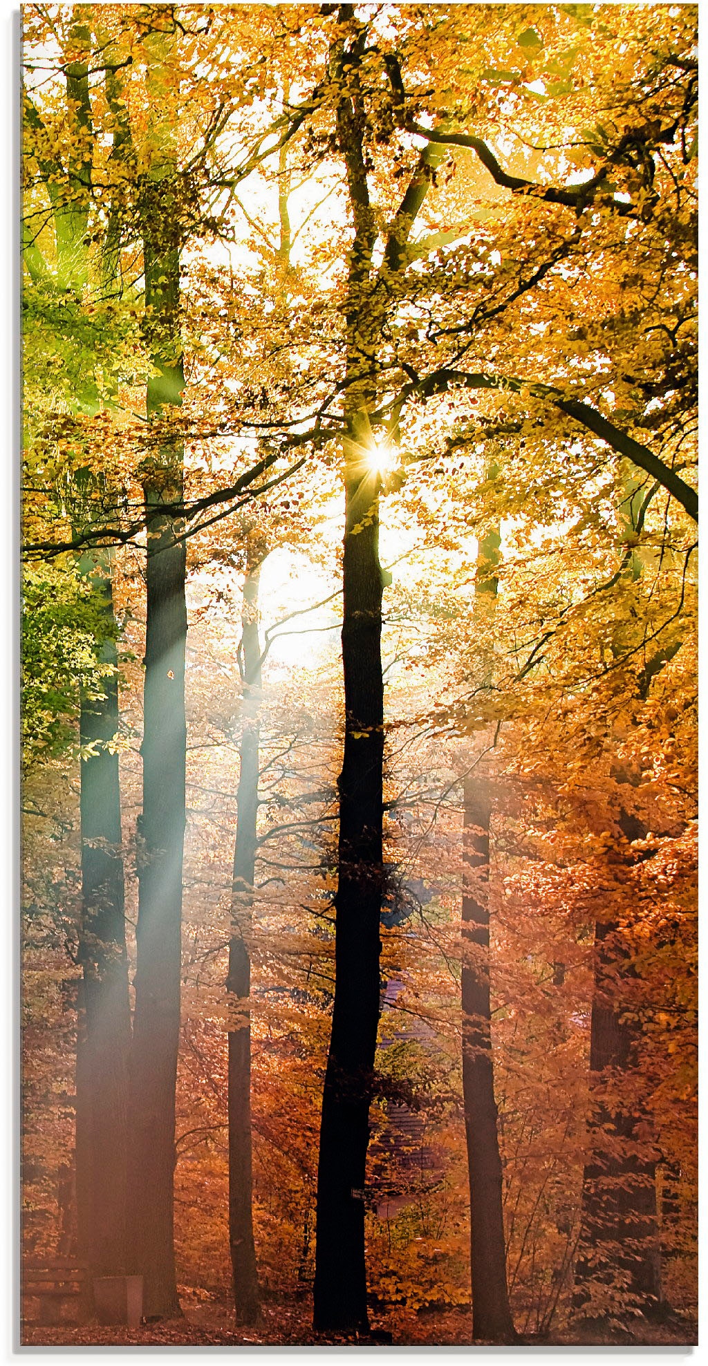 Artland Glasbild »Schöner Herbsttag 2«, Wald, (1 St.), in verschiedenen Größen