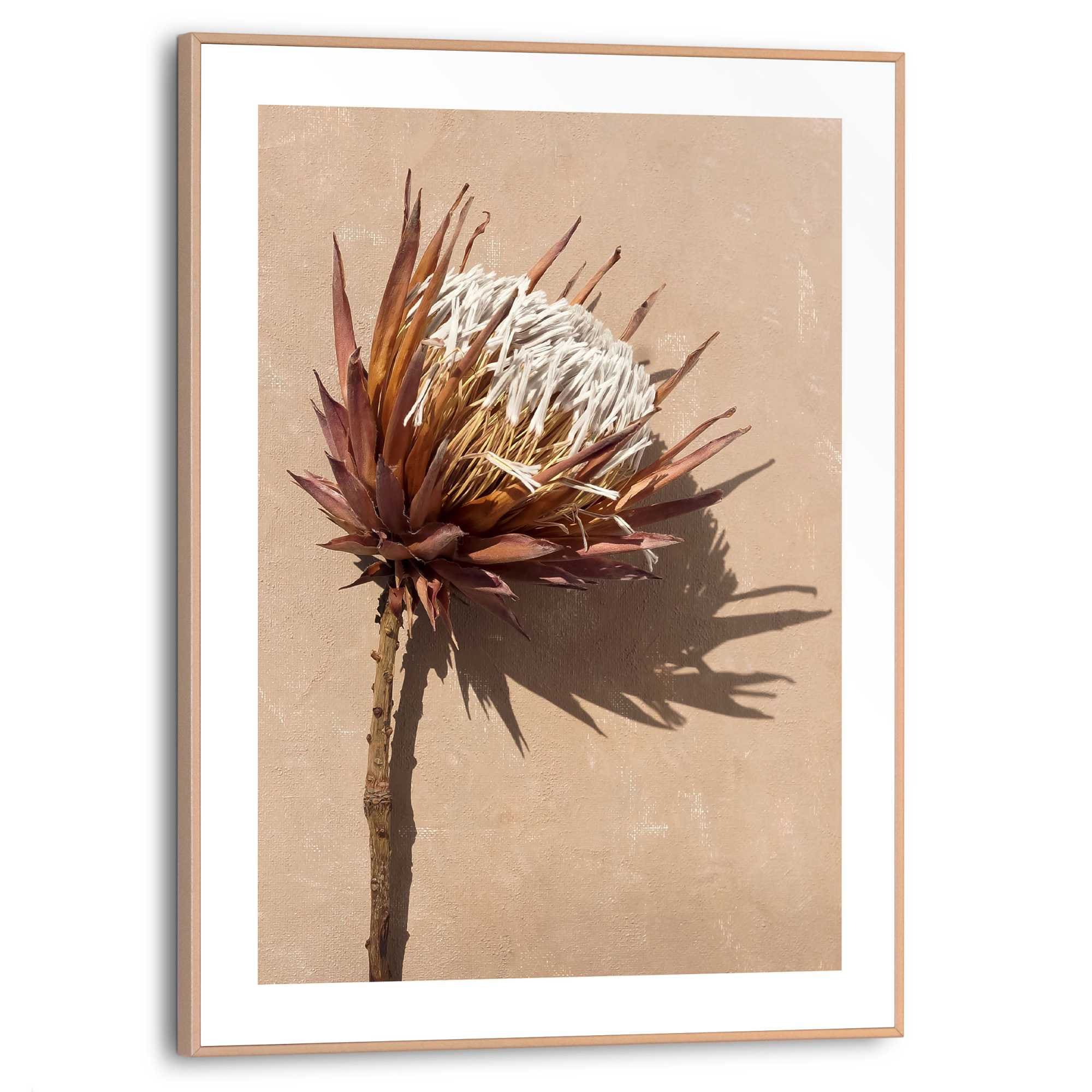 Poster »Protea Blume«