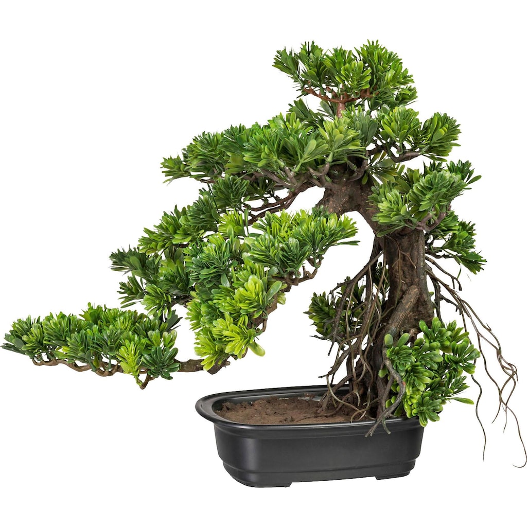 Creativ green Kunstbonsai »Bonsai Podocarpus«