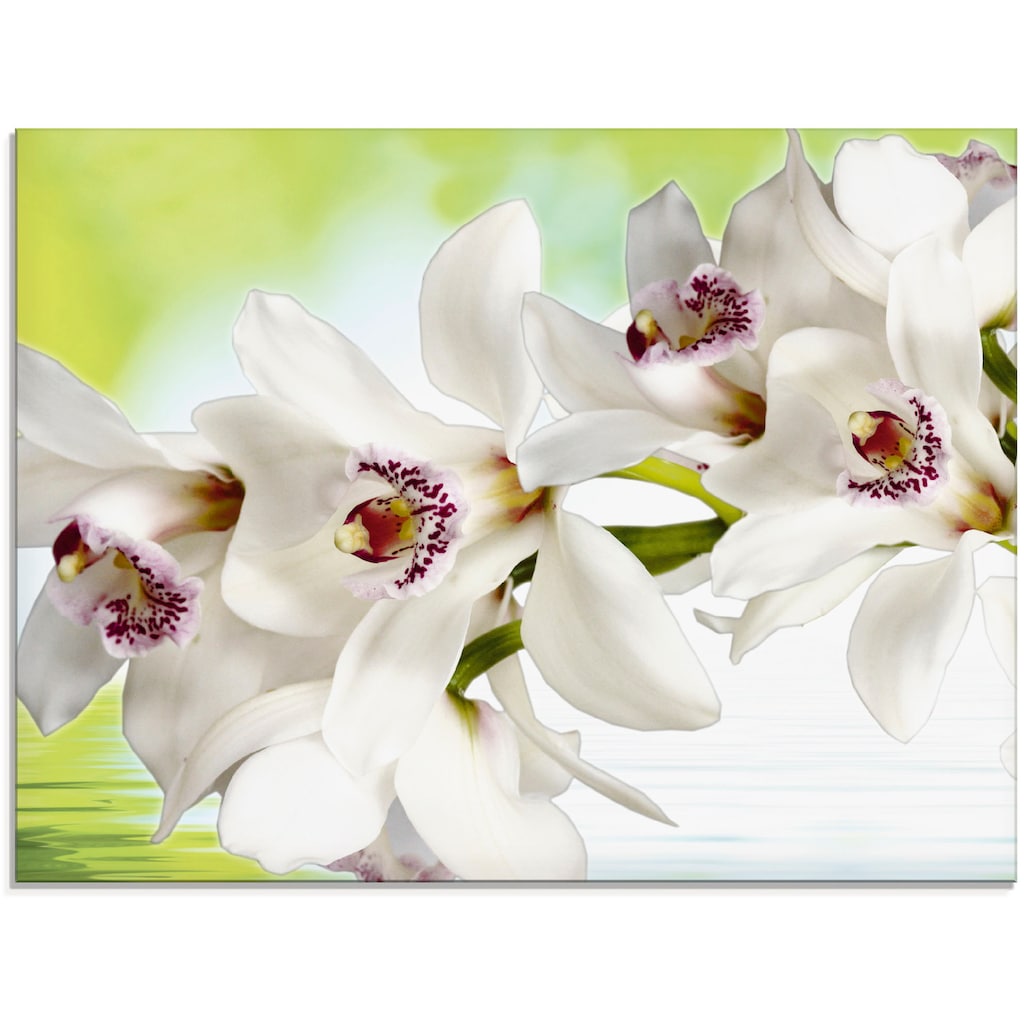 Artland Glasbild »Weiße Orchidee«, Blumen, (1 St.)