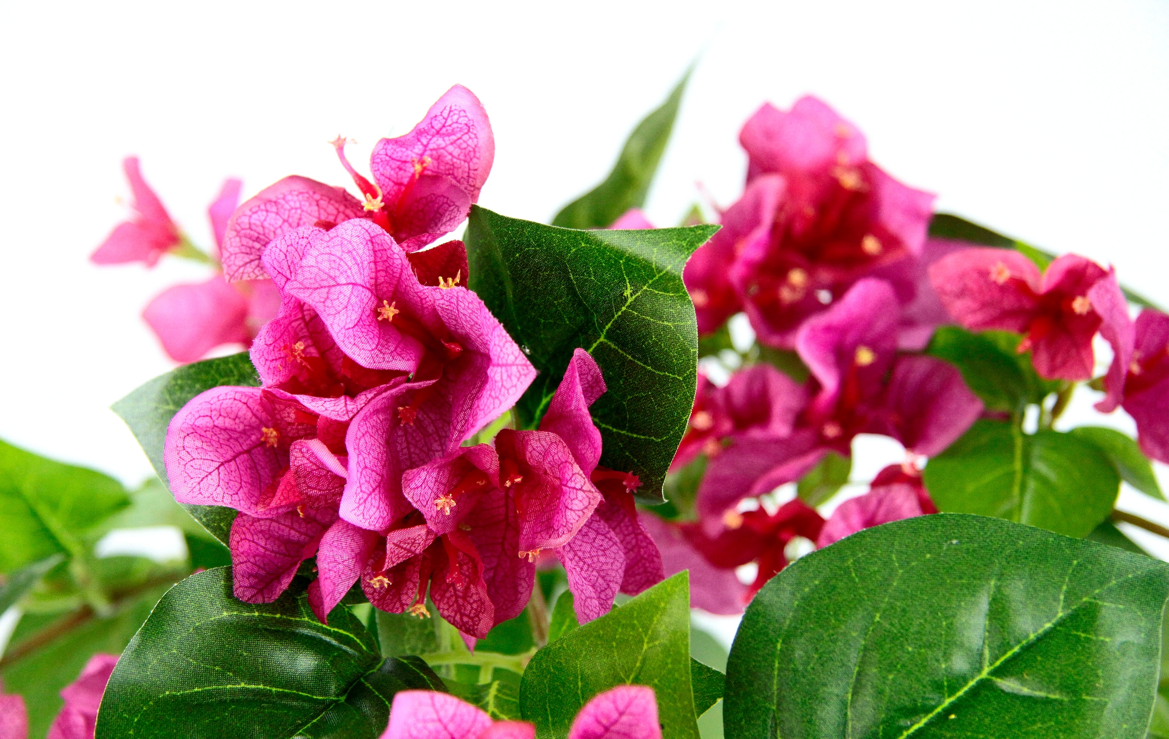 I.GE.A. Kunstpflanze »Bougainvillea« im Kunststofftopf