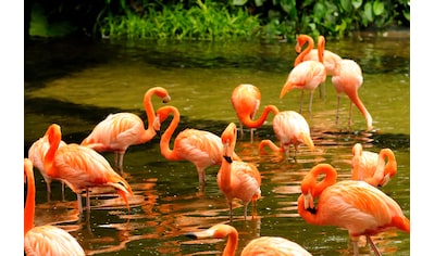Papermoon Fototapete »Pink Flamingos« kaufen