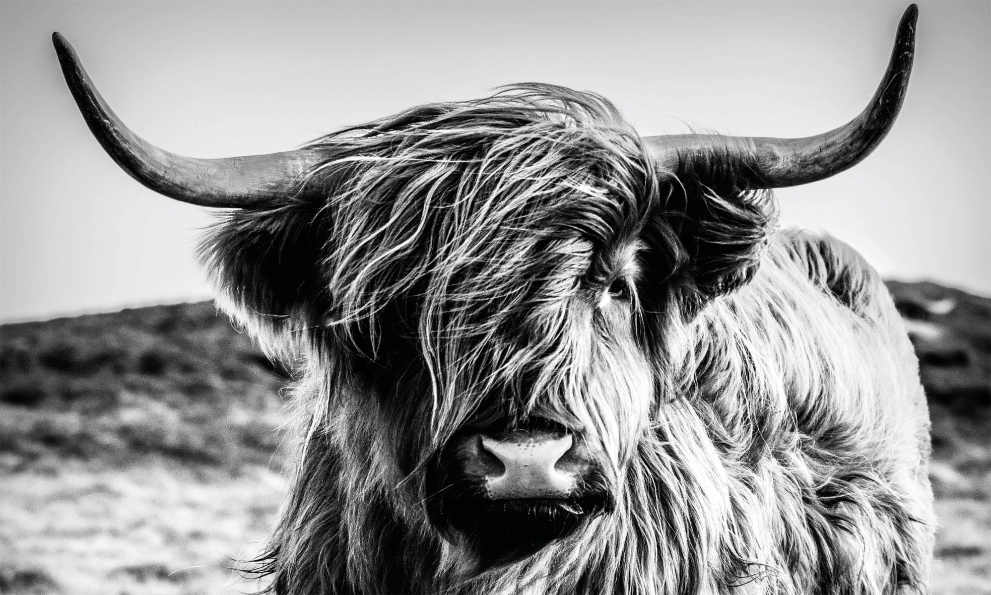 - Nahaufnahme bei Highlander Bild«, - Wandbild Bulle Kuh, St.) (1 Tiermotiv OTTO Hochlandrind Reinders! »Wandbild