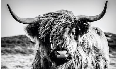 Reinders! Wandbild »Wandbild Highlander Bulle Tiermotiv - Nahaufnahme -  Hochlandrind Bild«, Kuh, (1 St.) bei OTTO