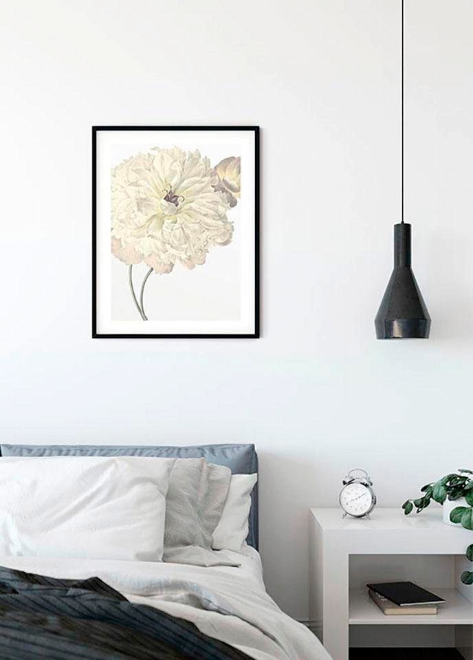 Komar Bild »Illustration Dahlia« 1 Stk. tlg. Wandbild zur Dekoration - ohne Rahmen