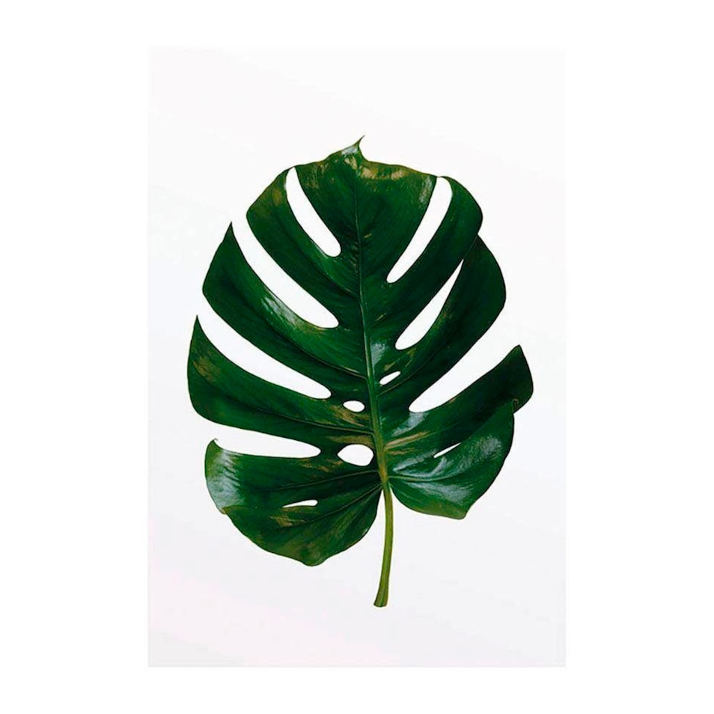 Komar Poster »Monstera Leaf«, Pflanzen-Blätter, (1 St.)
