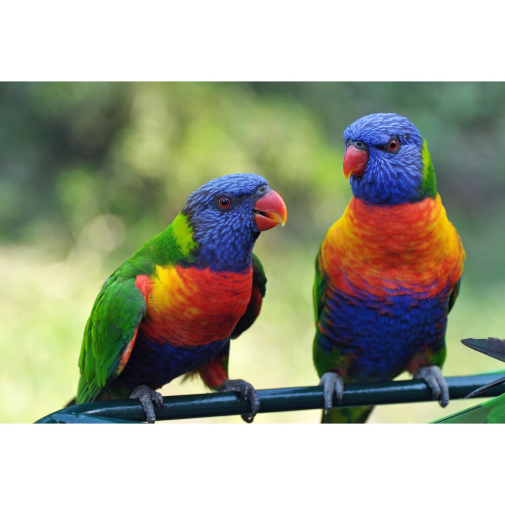 Papermoon Fototapete »Rainbow Lorikeets Birds«