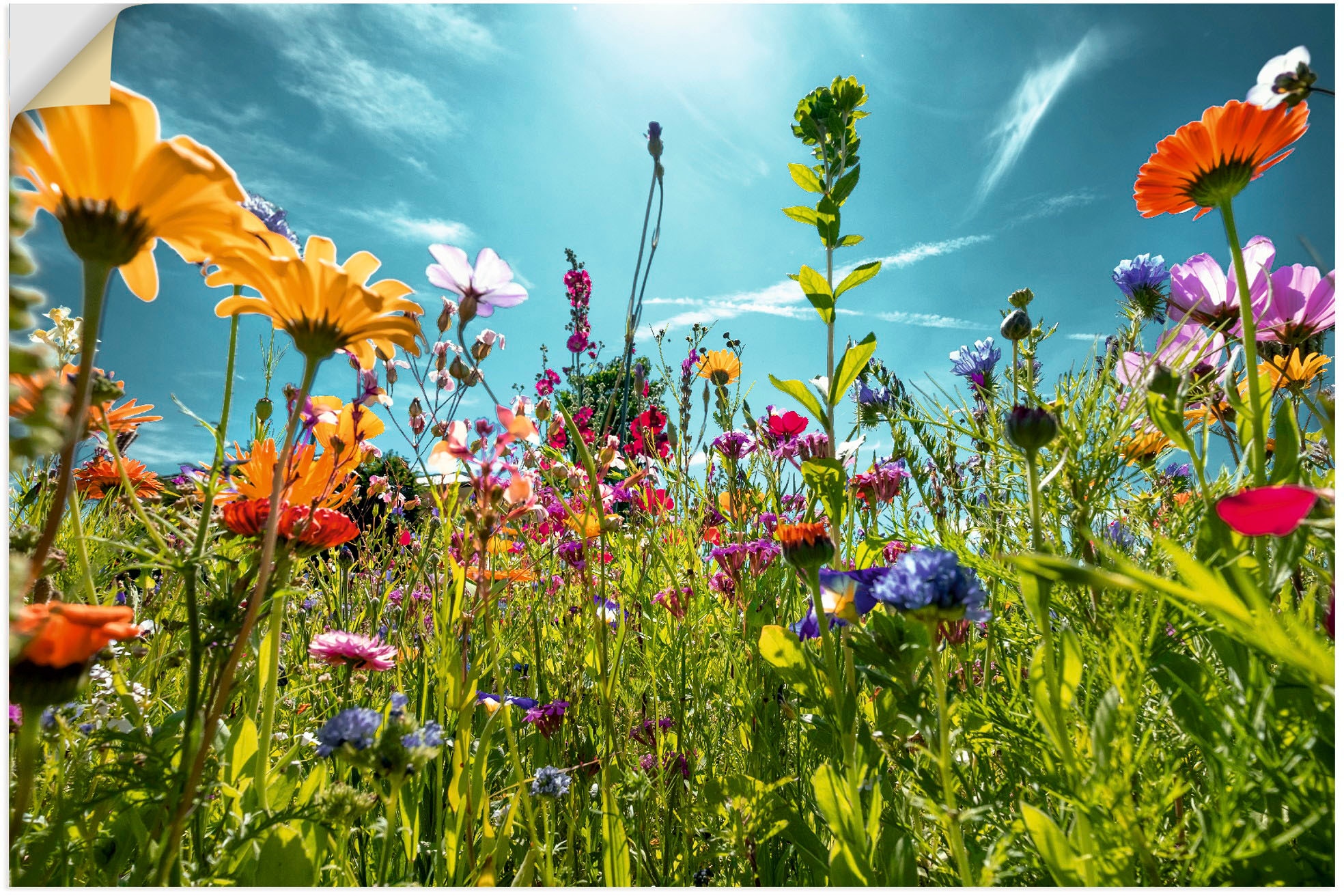 Wandbild »Buntes Blumenfeld«, Blumenwiese, (1 St.), als Alubild, Outdoorbild,...