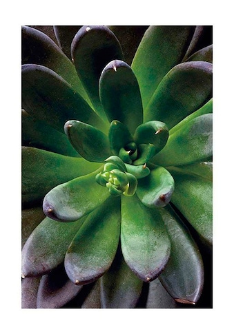 Komar Poster »Succulent Single«, Pflanzen-Blätter, Höhe: 70cm kaufen