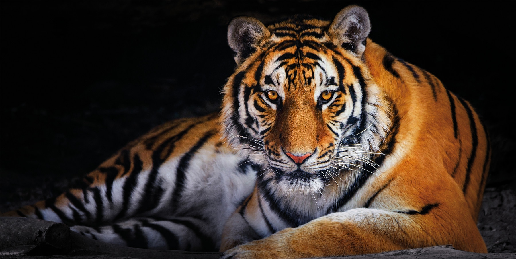 Bönninghoff Leinwandbild, Tiger, (1 St.), BxH: 100x50 cm