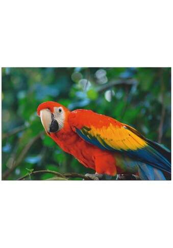 Artland Wandbild »Roter Ara«, Vögel, (1 St.), in vielen Größen & Produktarten -... kaufen