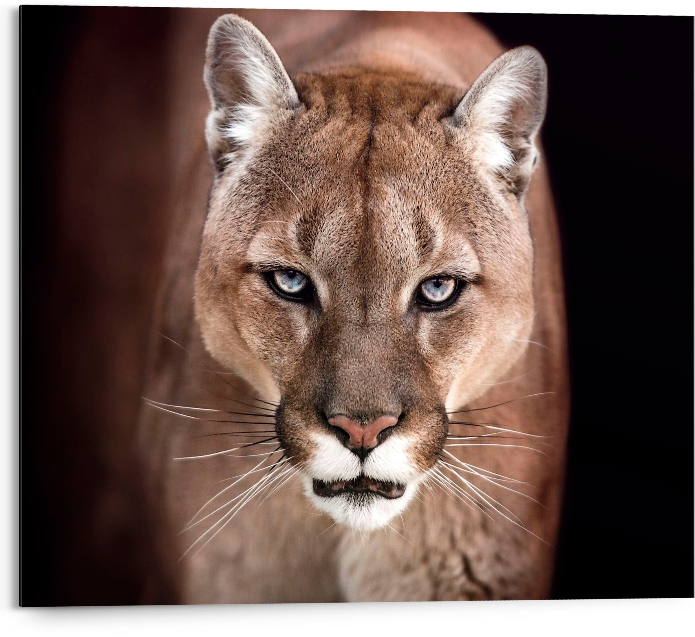 Reinders! Holzbild »Cougar - close-up«, (1 St.) bestellen online bei OTTO | Poster