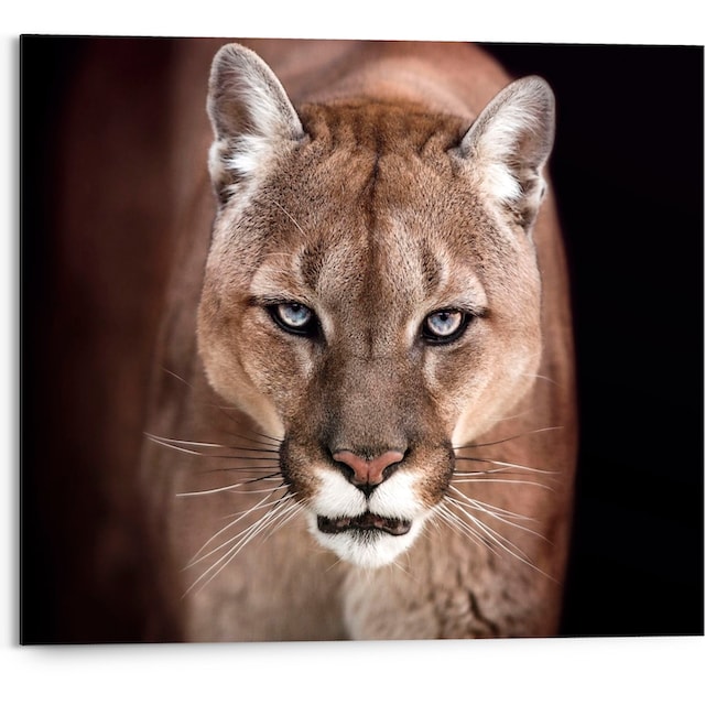 Reinders! Holzbild »Cougar - close-up«, (1 St.) bestellen online bei OTTO