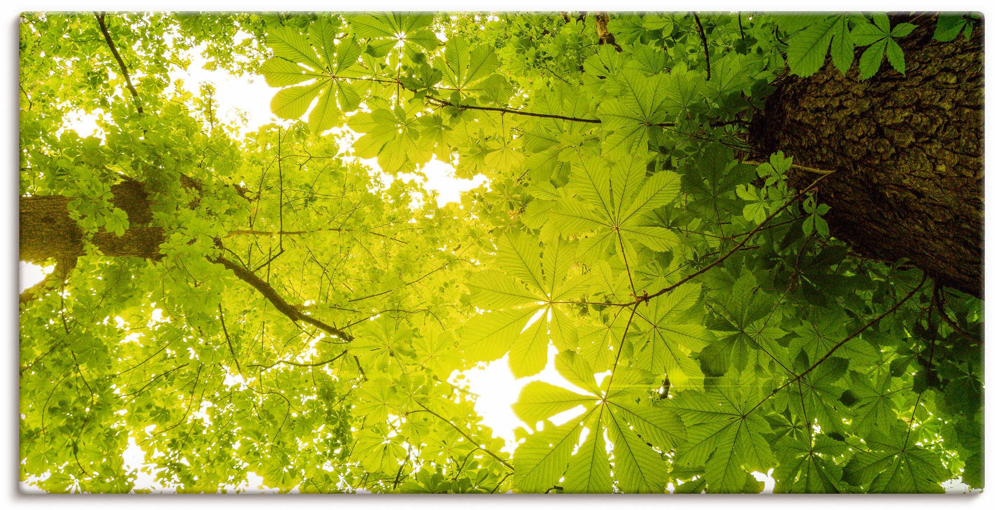 Wandbild im Artland Shop »Blick nach Wald, Alubild, (1 OTTO St.), Blätterbilder, versch. Oben oder in Bäume«, Wandaufkleber Größen grüne Online Poster als im Leinwandbild,