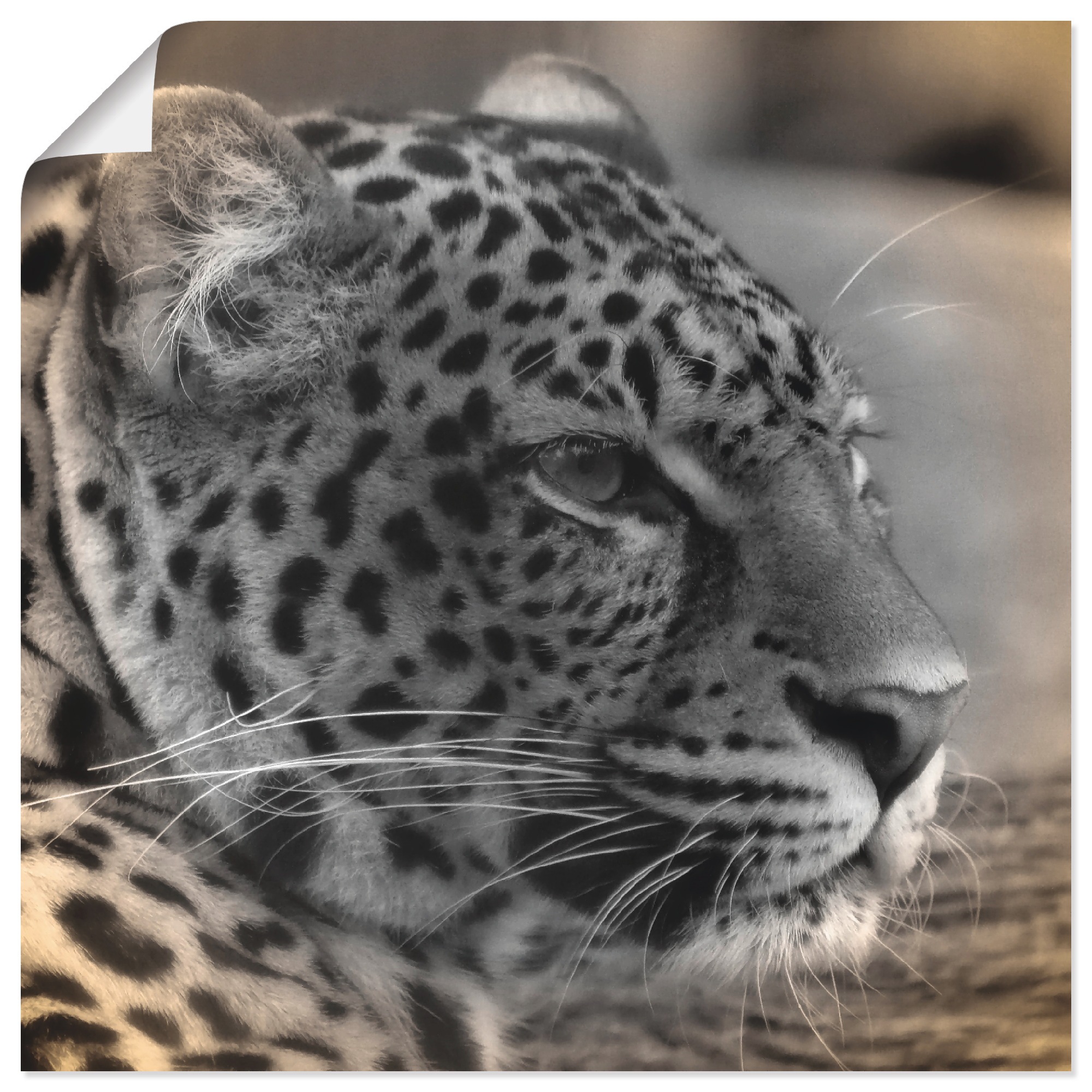 Artland Wandbild »Leopard Profil«, Wildtiere, (1 St.), in vielen Größen & Produktarten - Alubild / Outdoorbild für den Außenbereich, Leinwandbild, Poster, Wandaufkleber / Wandtattoo auch für Badezimmer geeignet