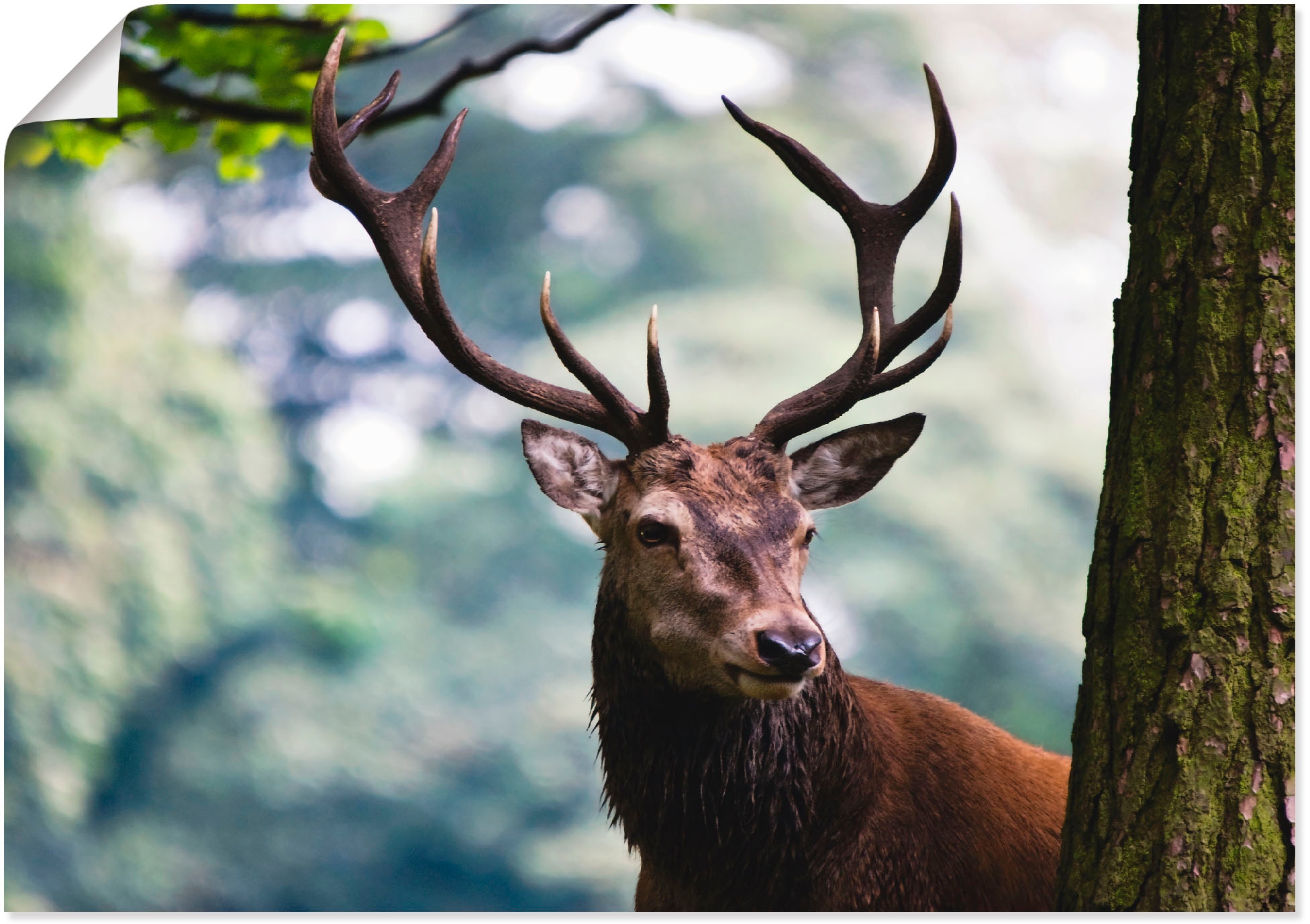Artland Wandbild »Hirsch«, Wildtiere, (1 St.), als Alubild, Leinwandbild,... kaufen