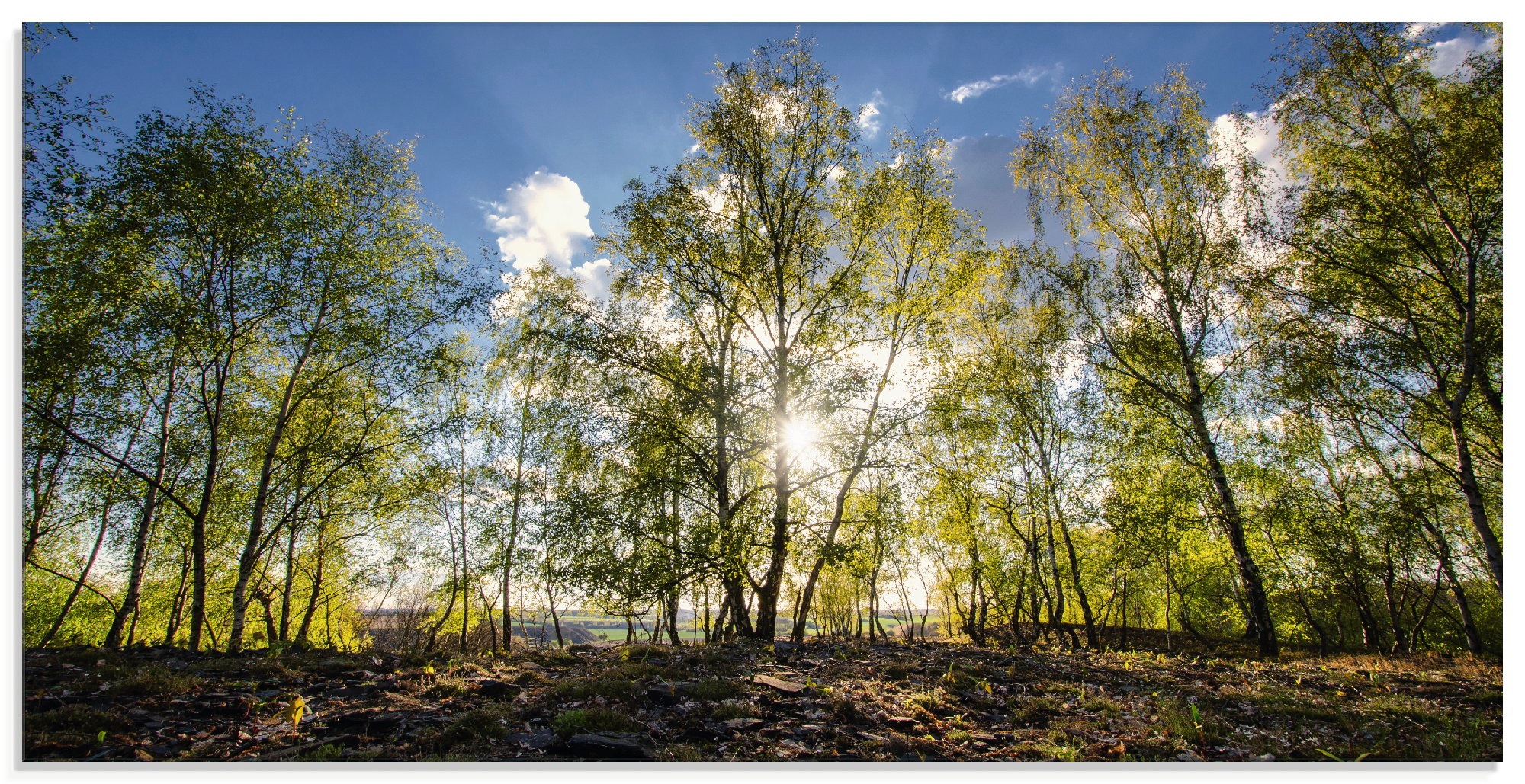 Artland Glasbild »Frühlingssonne«, Wald, (1 St.)