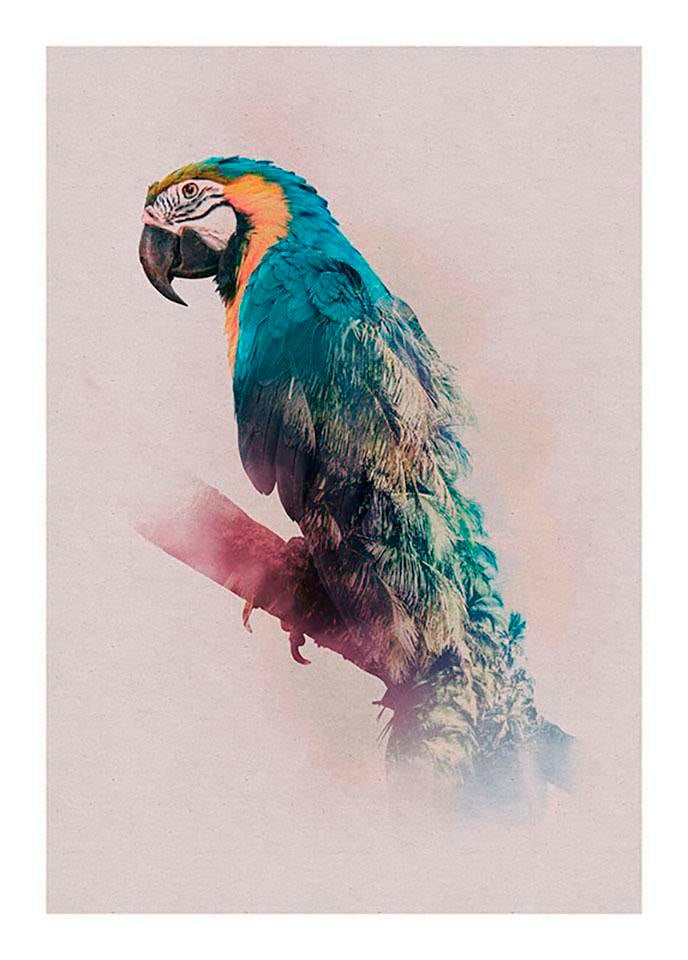 Komar Poster »Animals Paradise Parrot«, Wohnzimmer OTTO St.), Shop bestellen im Schlafzimmer, Online 1 Kinderzimmer, Tiere, (Packung