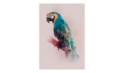 Komar Poster »Animals Paradise Parrot«, Tiere, Höhe: 50cm kaufen