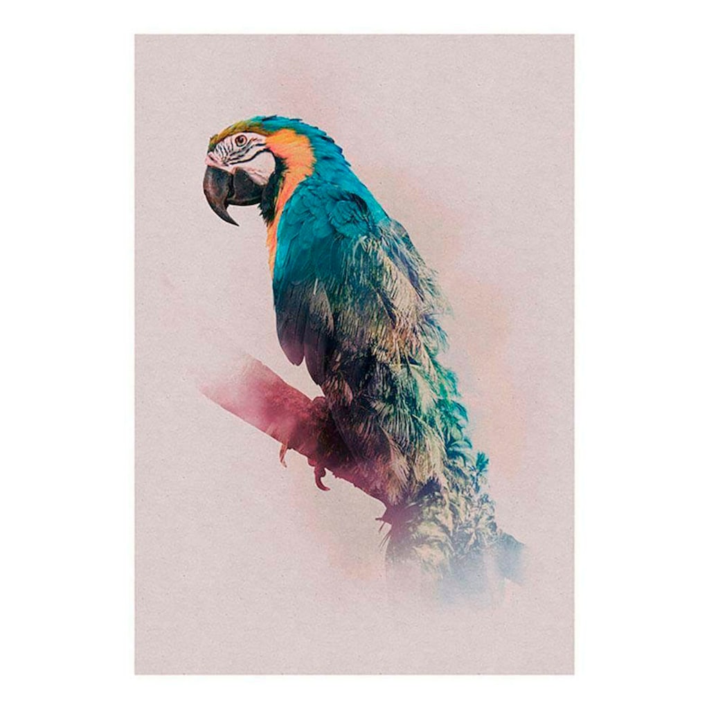 Komar Poster »Animals Paradise Parrot«, Tiere, (1 St.), Kinderzimmer, Schlafzimmer, Wohnzimmer