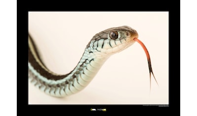 Komar Poster »Bluestripe Garter Snake«, Tiere, Höhe: 30cm kaufen
