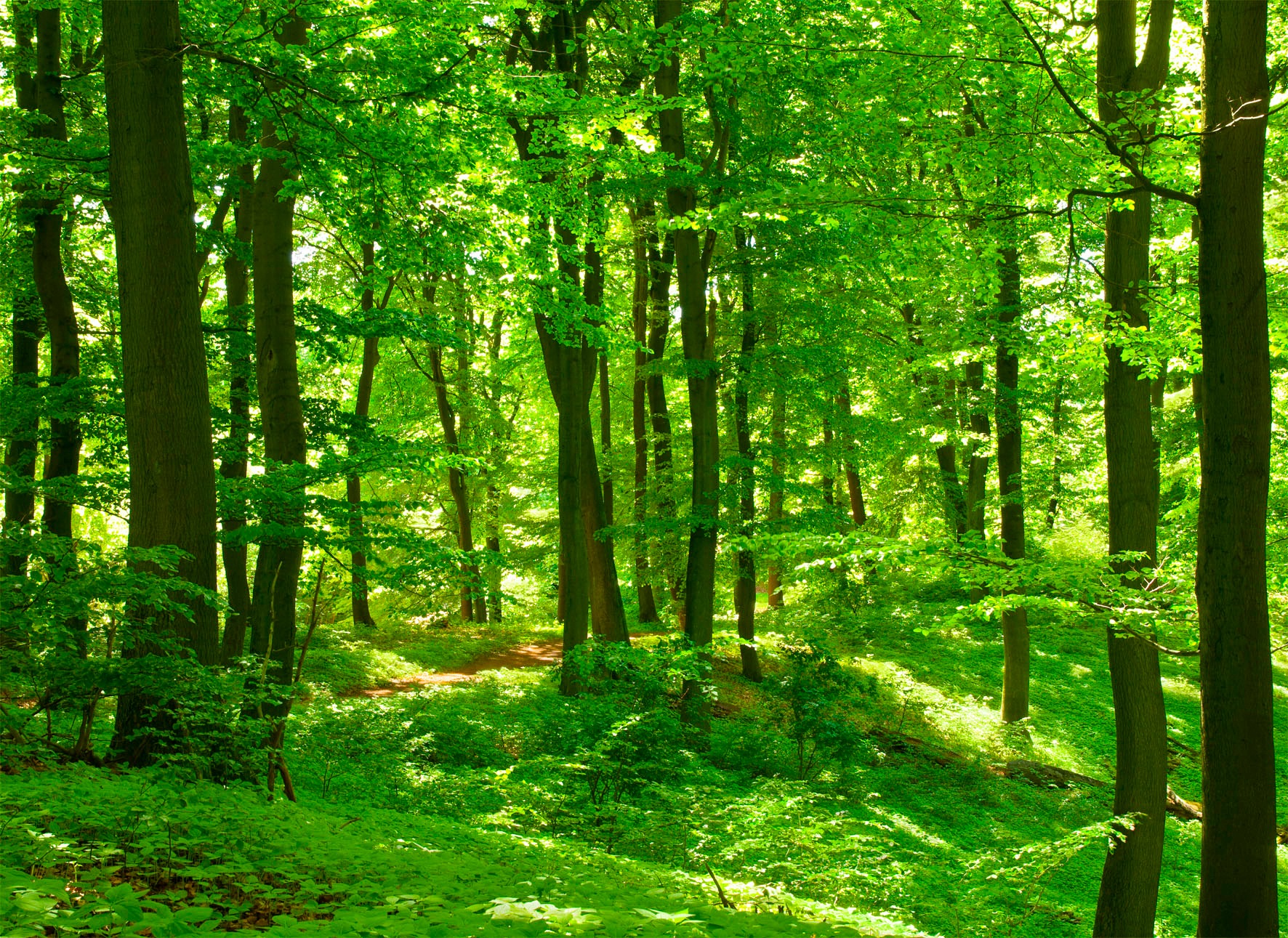 Papermoon Fototapete »Forest in Spring«