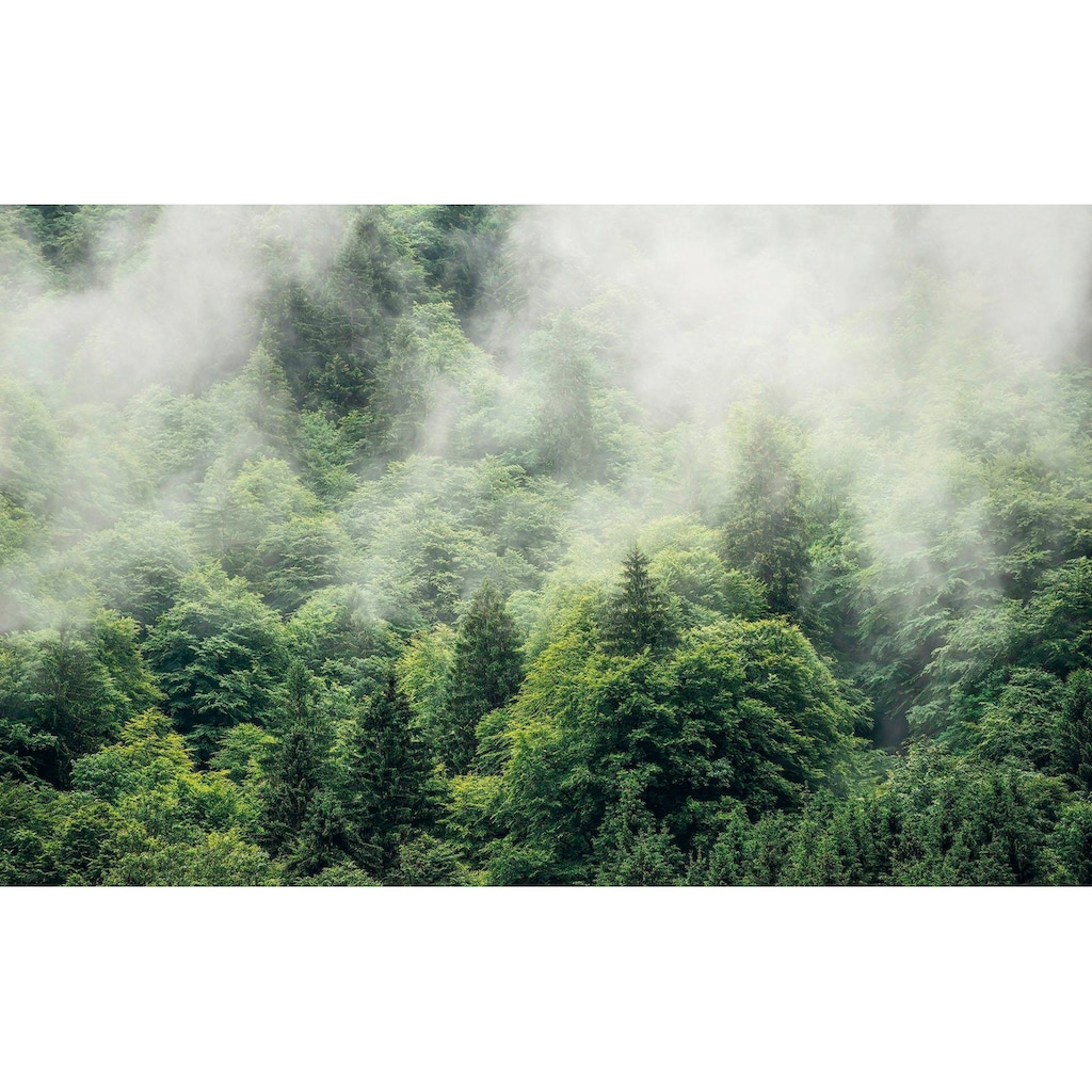 Komar Vliestapete »Forest Land«