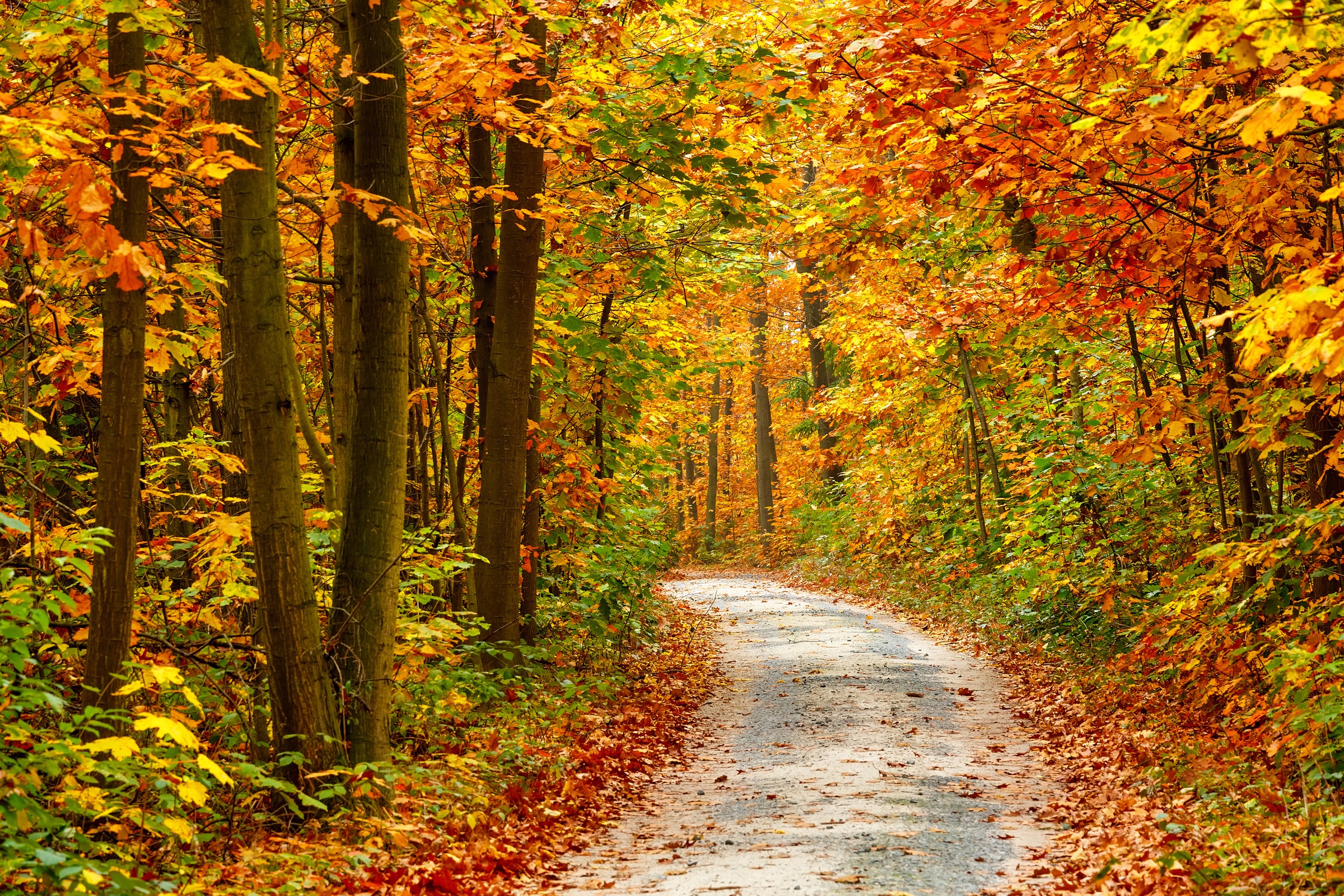 Papermoon Fototapete »Pathway in Colorful Autumn Forest«