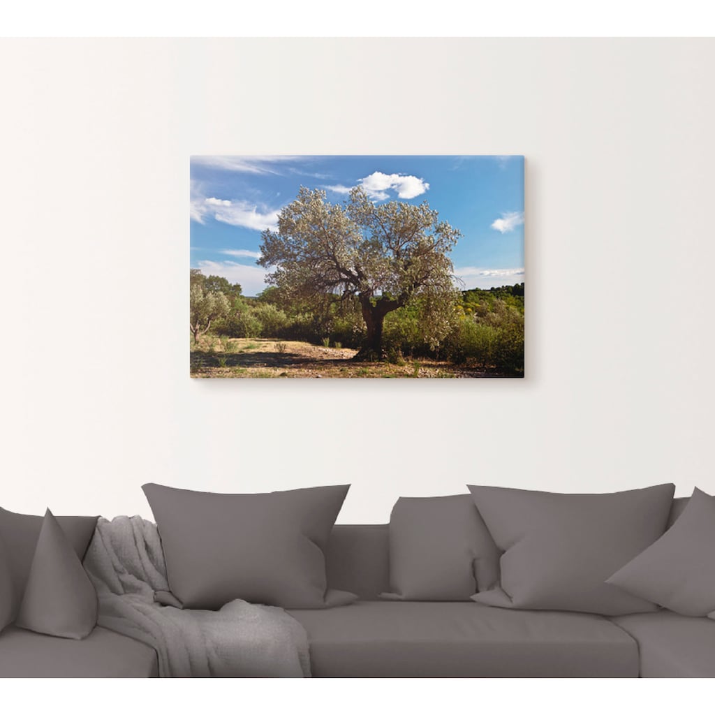 Artland Wandbild »Olivenbaum in Südfrankreich«, Bäume, (1 St.)
