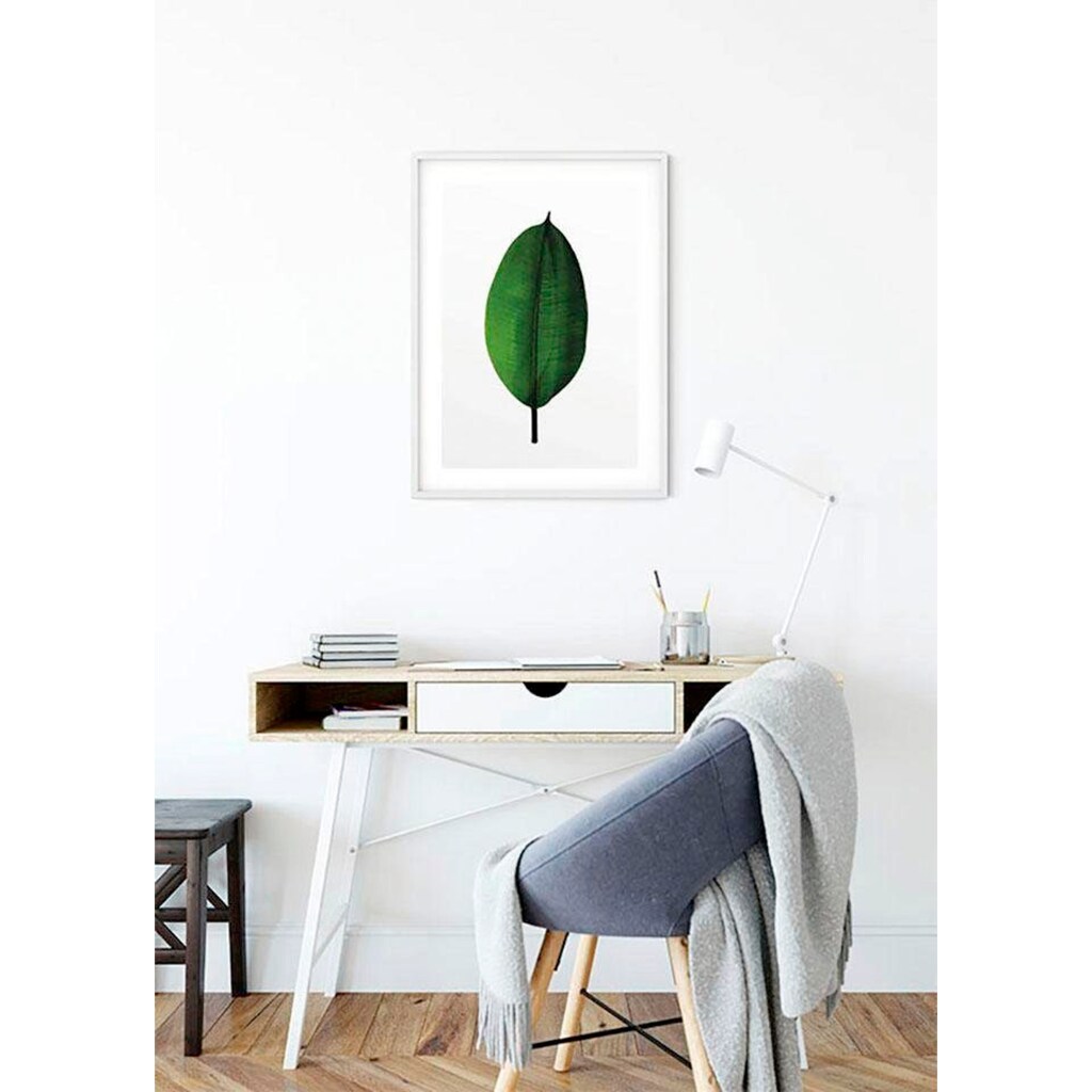 Komar Poster »Ficus Leaf«, Pflanzen-Blätter, Höhe: 50cm