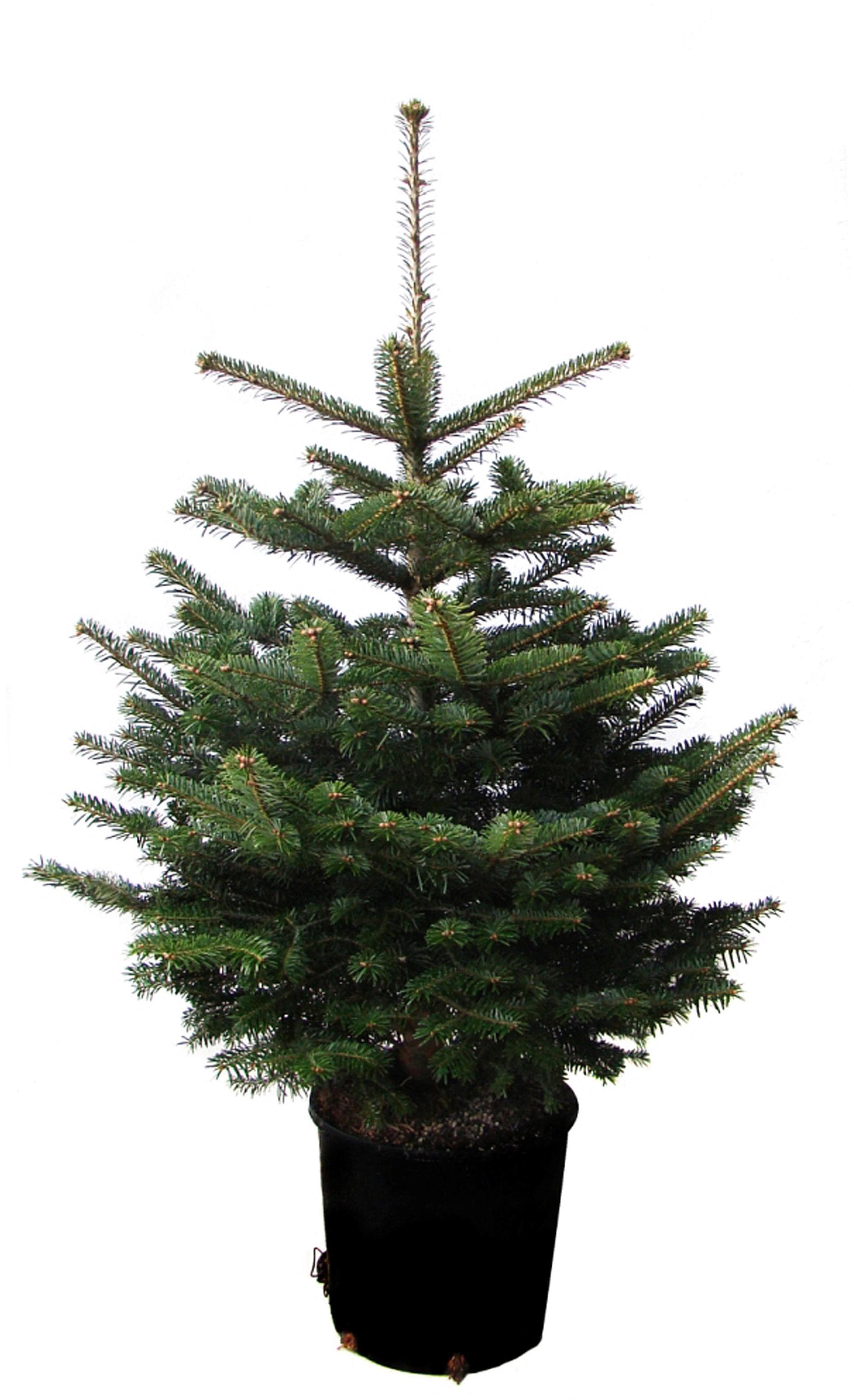 Online aussen«, Weihnachtsdeko »Echte OTTO Nordmanntanne Einpflanzen, zum im Weihnachtsbaumland Topf Shop Echter Weihnachtsbaum gewachsen im