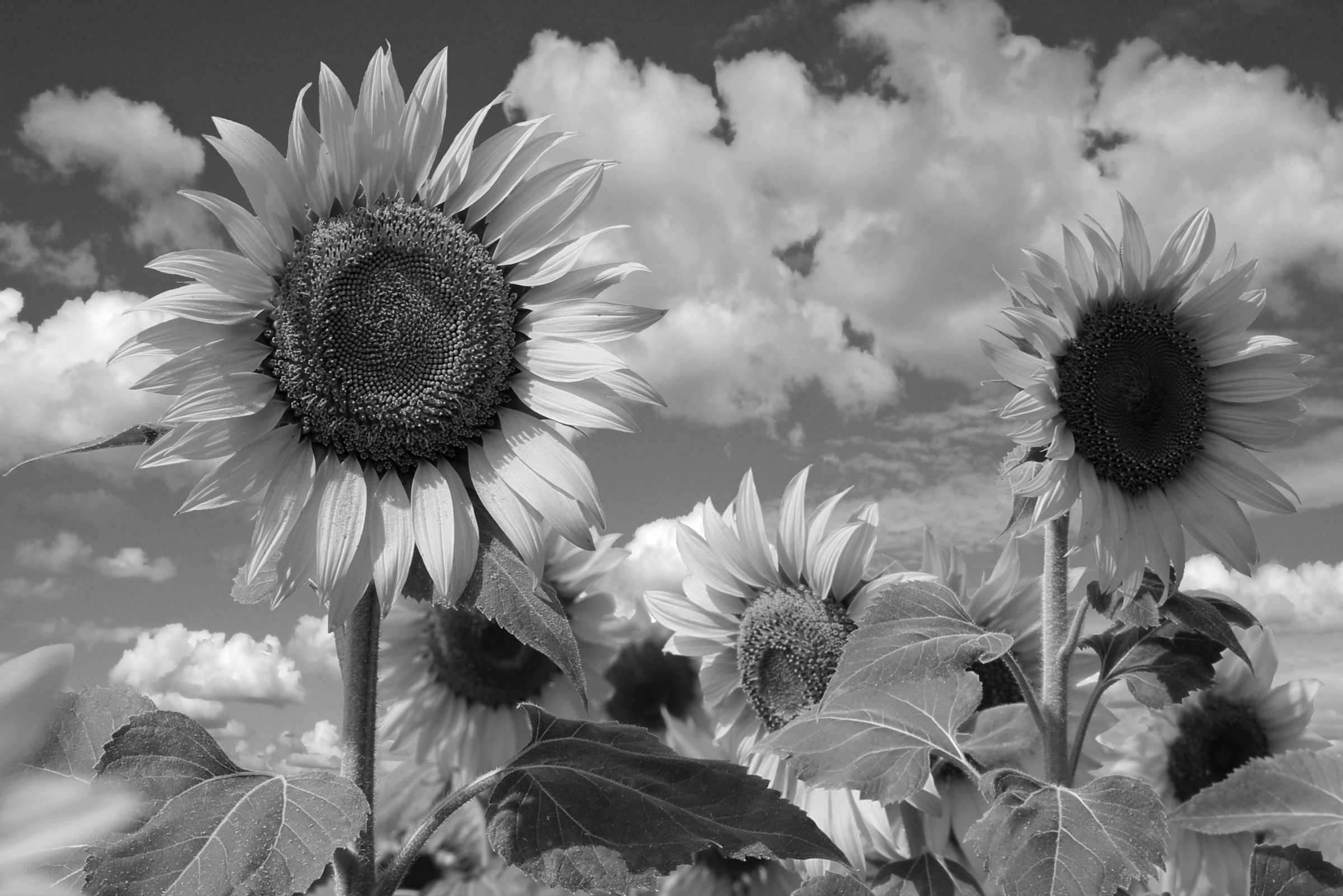 Fototapete »Sonnenblume Schwarz & Weiß«