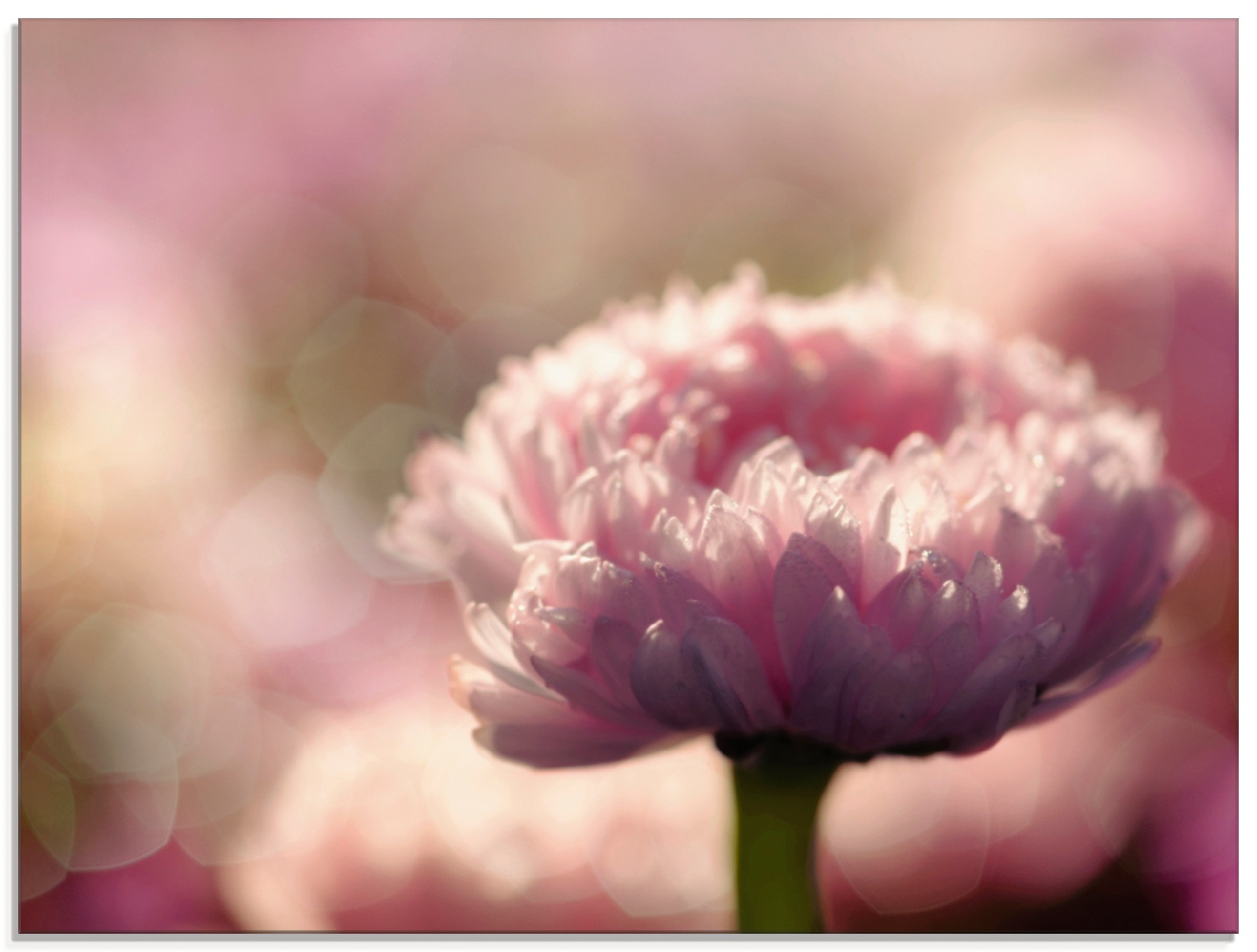 Artland Glasbild »Gänseblümchen in LOVE«, Blumen, (1 St.)