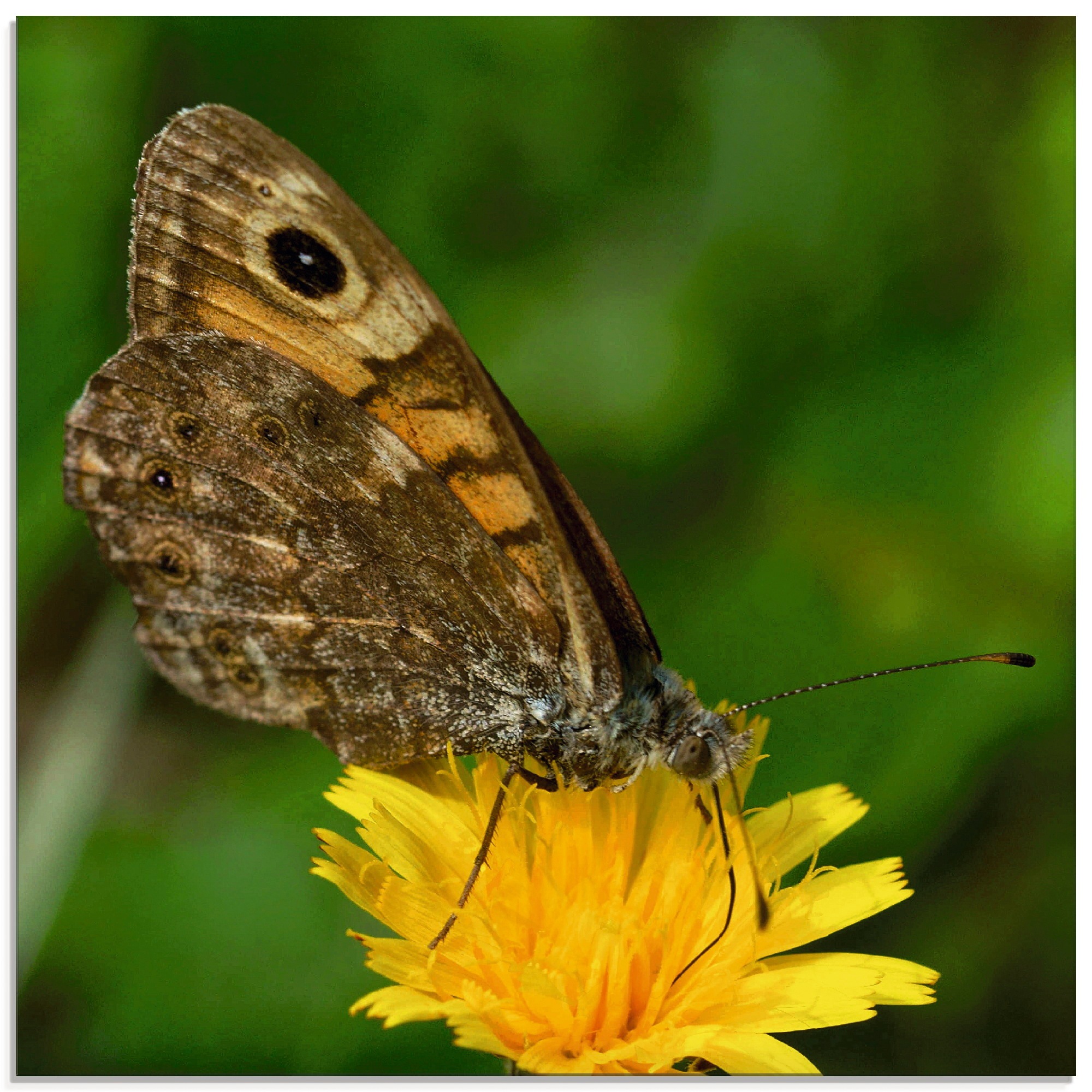 Artland Glasbild »Schmetterling labt sich an einer Blüte«, Insekten, (1 St.)