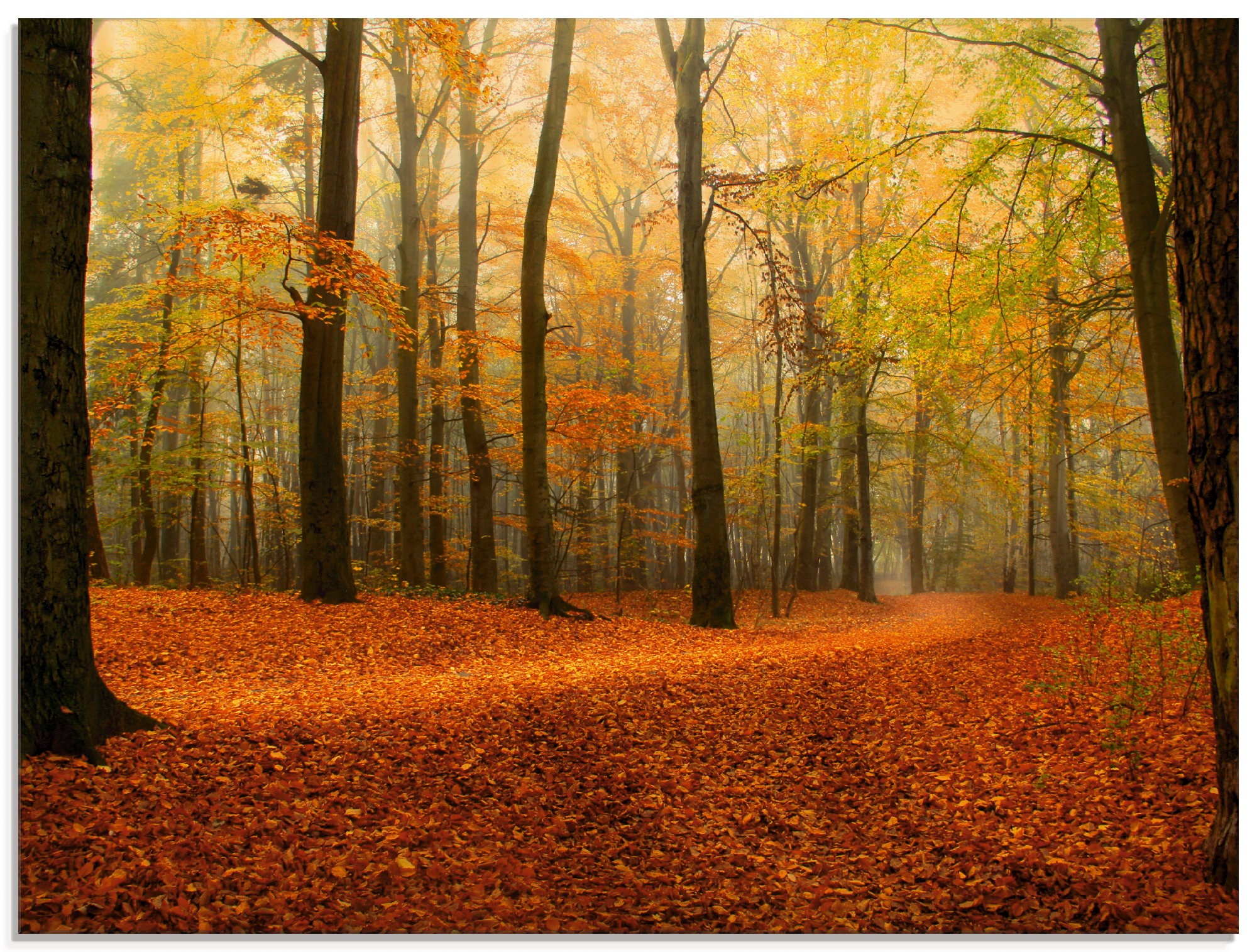 Artland Glasbild »Herbstwald«, Wald, (1 St.)