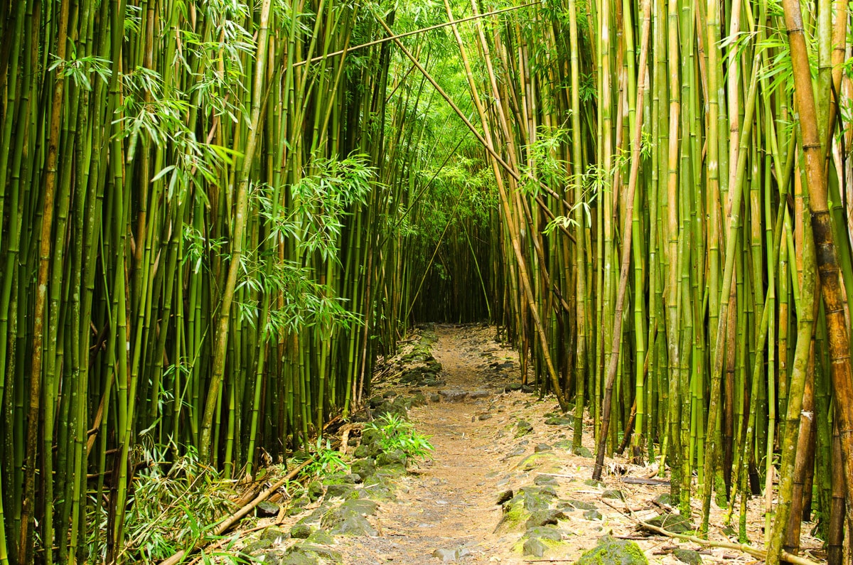 Fototapete »Bambuswald Hawaii«