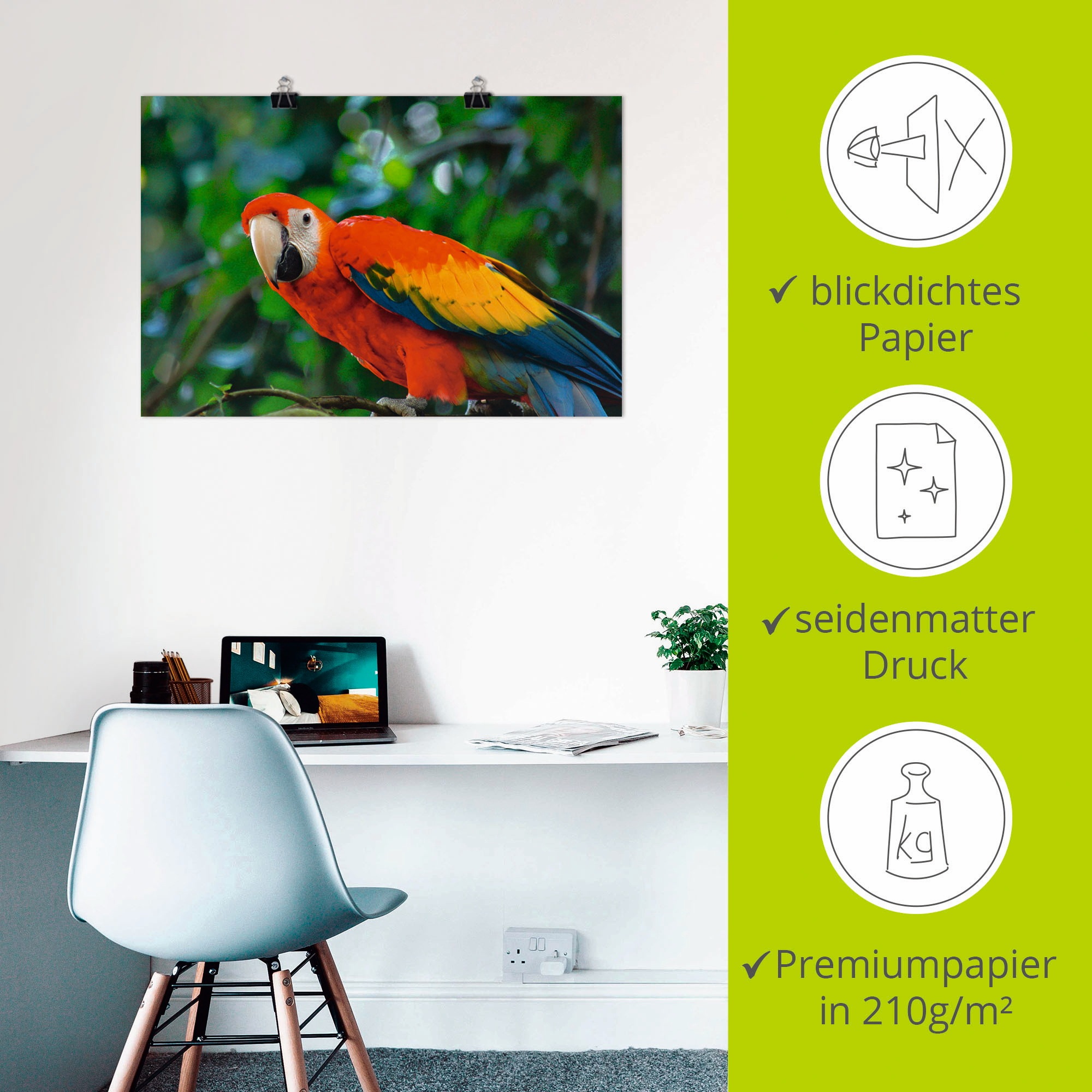 Artland Poster »Roter Ara«, Vögel, (1 St.), als Alubild, Leinwandbild, Wandaufkleber oder Poster in versch. Größen